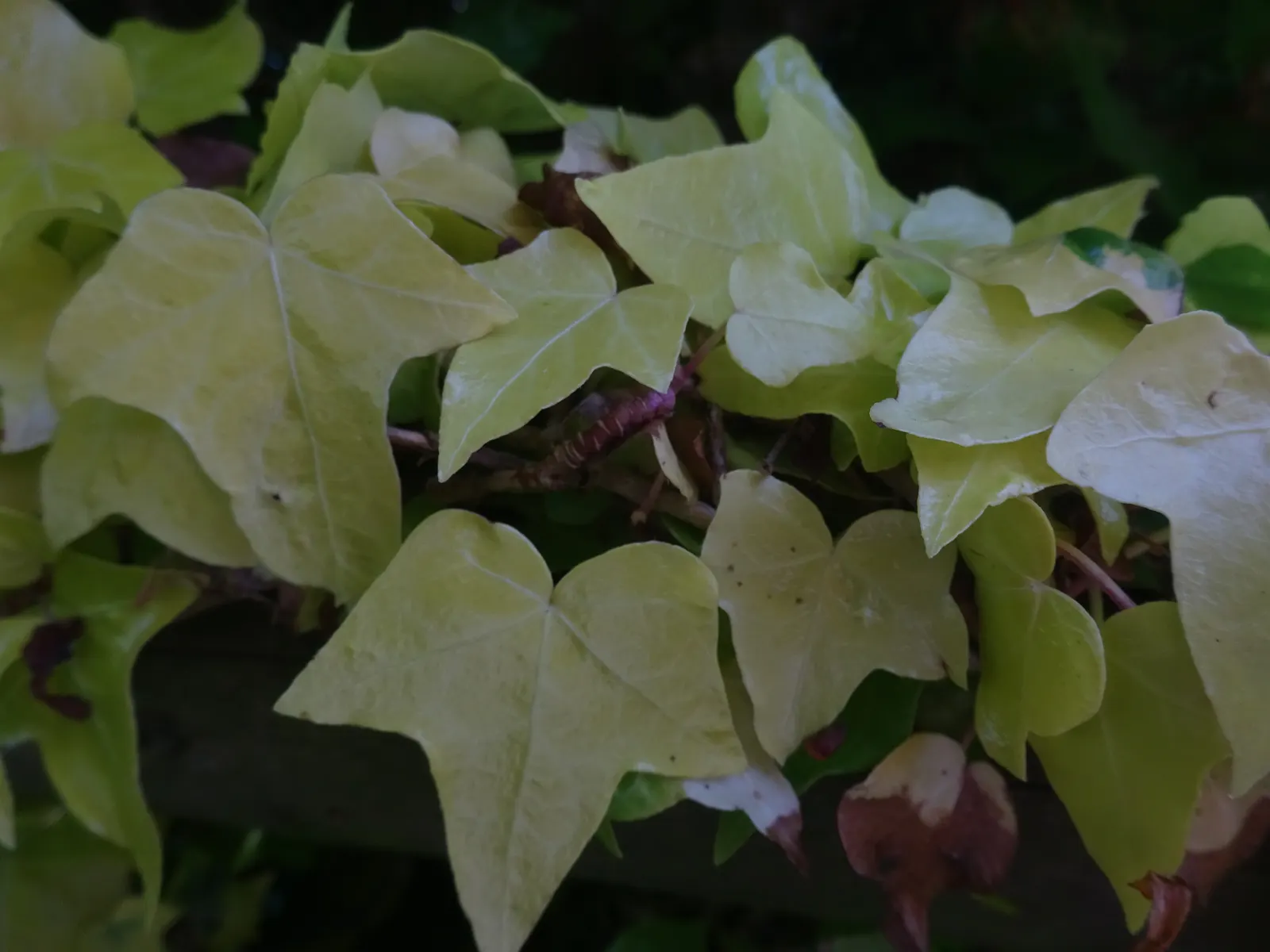 English Ivy (Hedera Helix) — dark green leaves with a quintessential lobed profile; offers year-round coverage