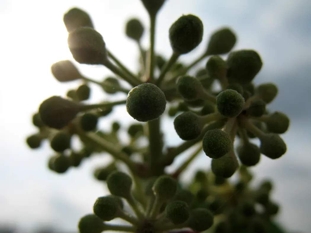 English Ivy (Hedera Helix) — By incorporating Hedera helix into your landscape; broadleaf evergreen / ground cover / vine with green blooms