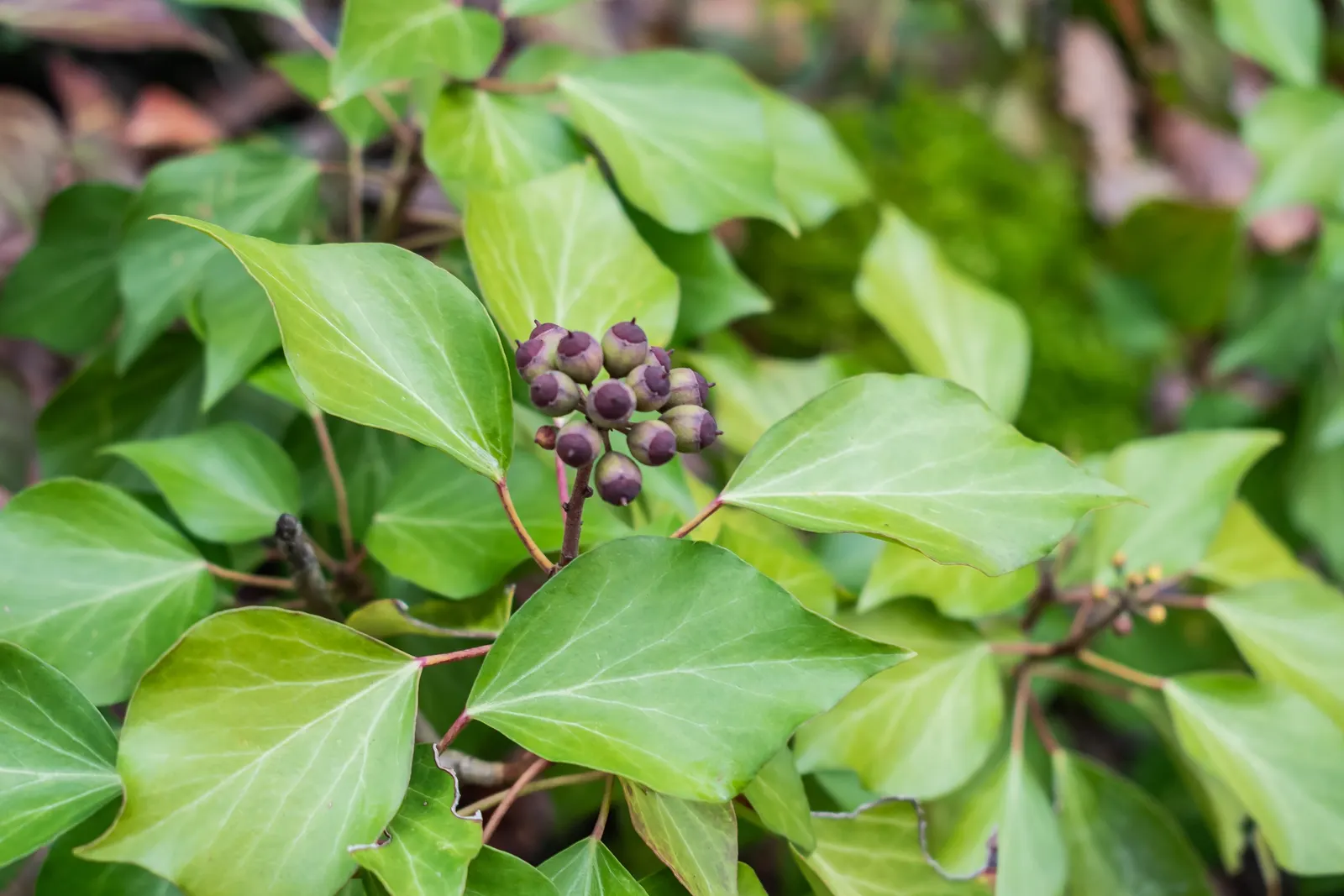 English Ivy (Hedera Helix) — which allows for impressive coverage but can also cause damage to masonry or wooden structures over time; is a, image 109