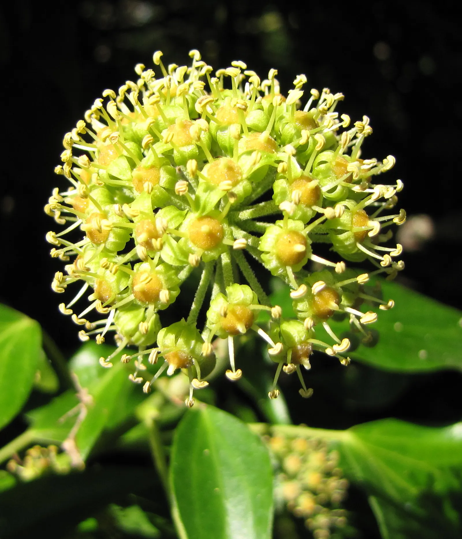 English Ivy (Hedera Helix) — adding visual interest.<br><br>When considering English Ivy for your design; which allows for impressive coverage but can also
