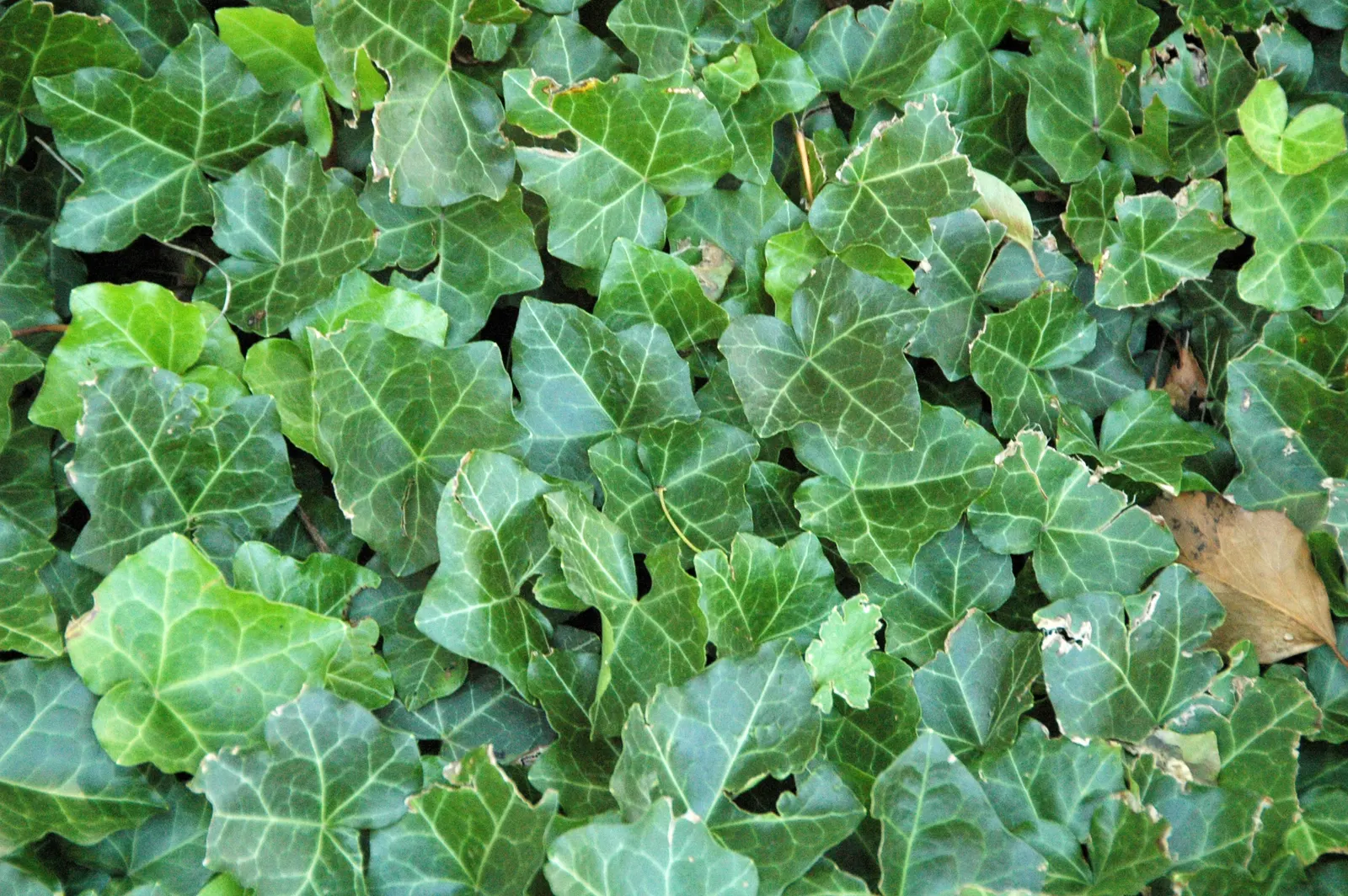 English Ivy (Hedera Helix) — It thrives in partial to full shade, preferring moist, well-drained soil; department of Agriculture plant hardiness zones 4