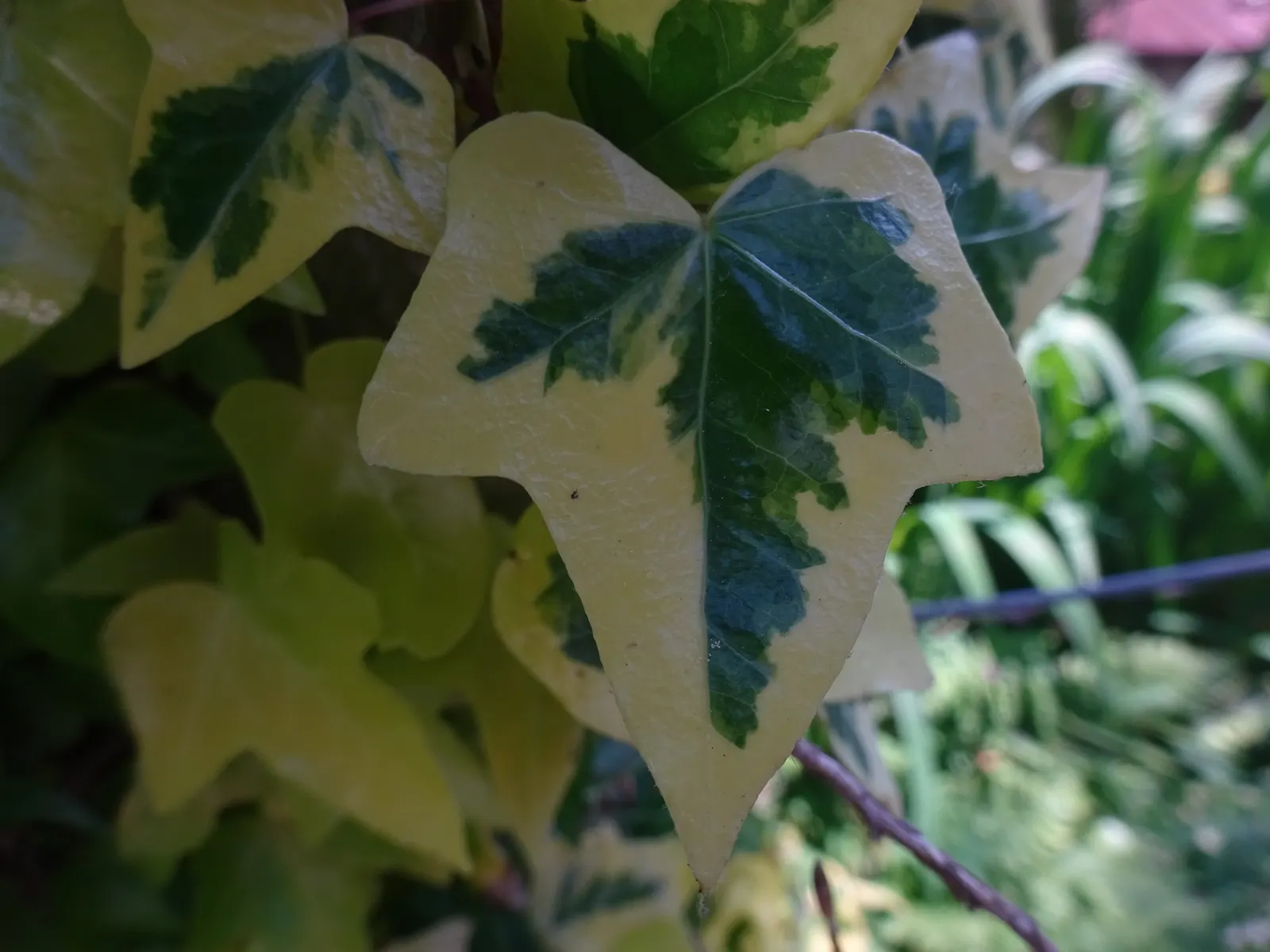 English Ivy (Hedera Helix) — Hardy in USDA zones 4 to 9; this versatility makes English Ivy a prime choice for a variety of garden aspects