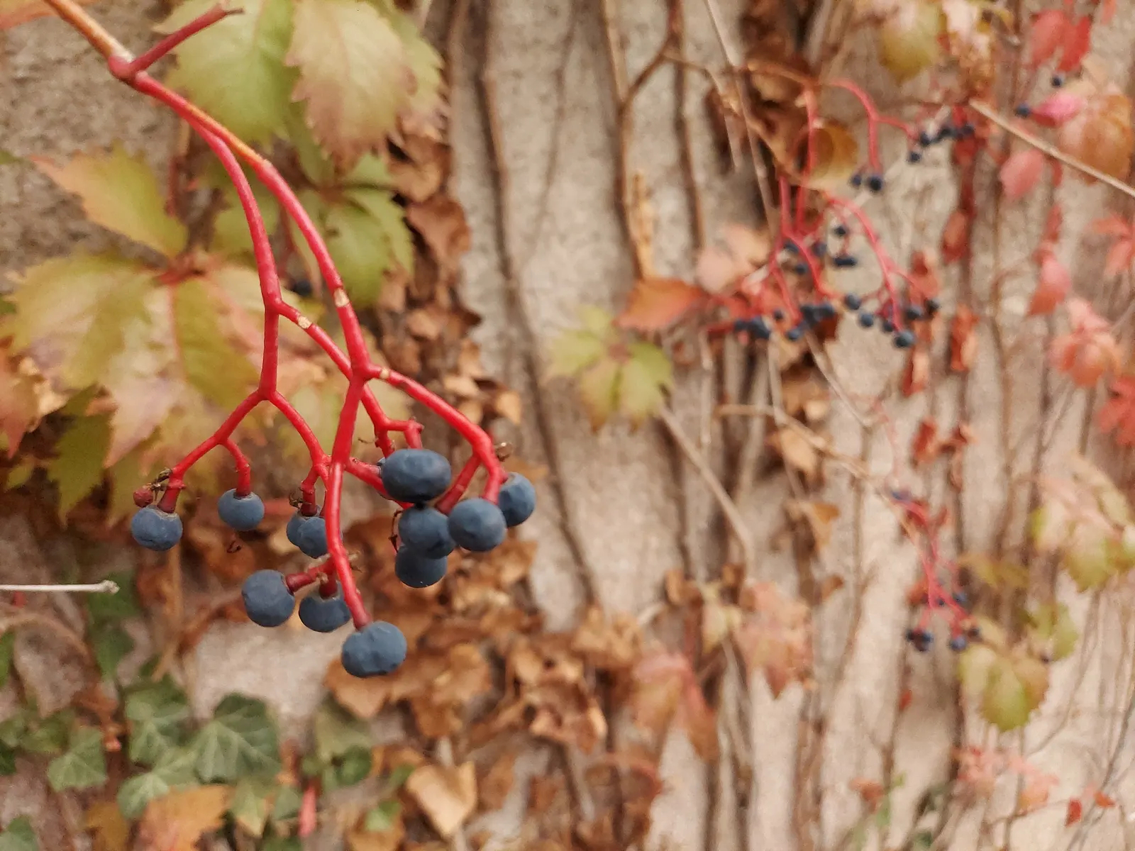 English Ivy (Hedera Helix) — It thrives in partial to full shade, preferring moist, well-drained soil; department of Agriculture plant hardiness, image 62