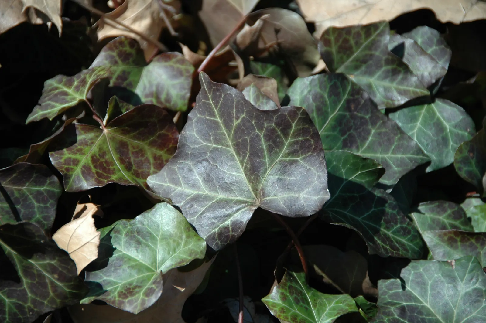 English Ivy (Hedera Helix) — The vine clings firmly to walls and other surfaces with its aerial rootlets; fast-growing, it reaches up to 50 feet long and