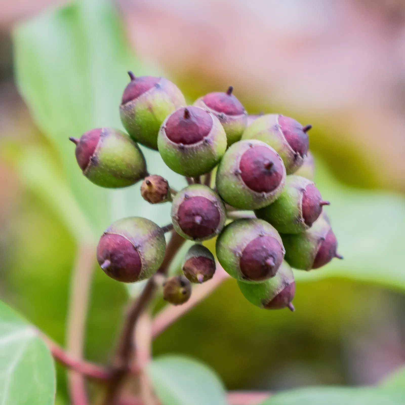 English Ivy (Hedera Helix) — The vine clings firmly to walls and other surfaces with its aerial rootlets; fast-growing, it reaches up to 50 feet, image 108