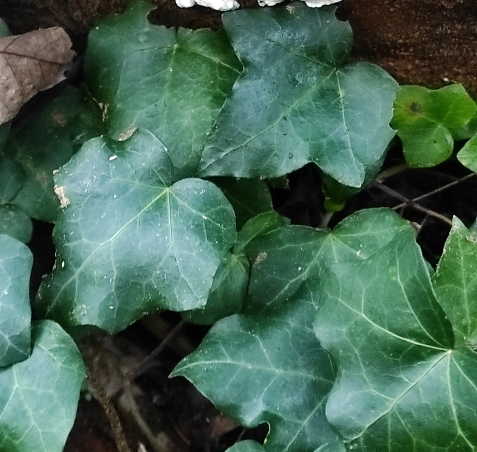 English Ivy (Hedera Helix) — green flowers in the garden