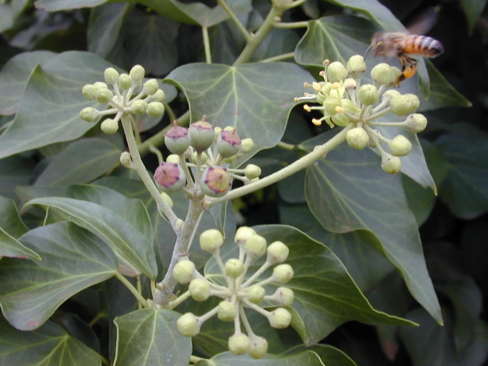 English Ivy (Hedera Helix) — offers year-round coverage; it thrives in partial to full shade, preferring moist, well-drained soil
