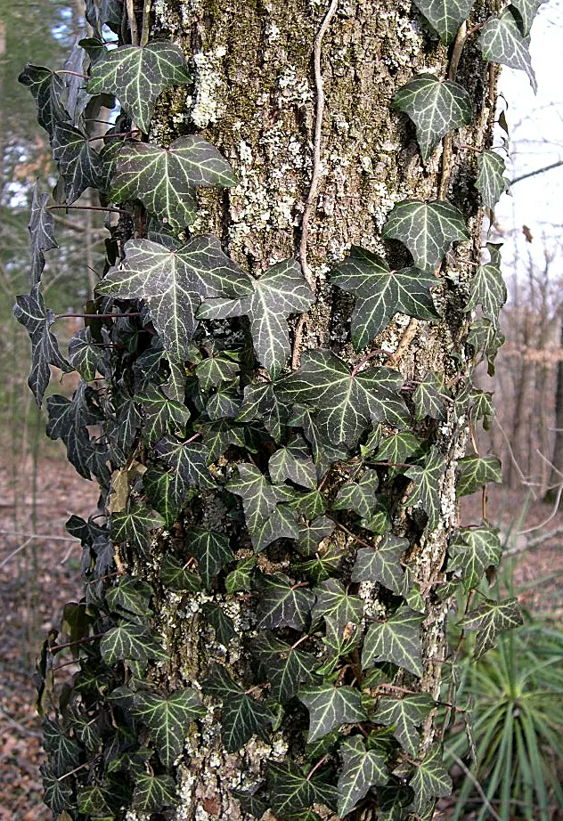 English Ivy (Hedera Helix) — while some varieties may display white or yellow variegation; it is renowned for its adaptability and low-maintenance qualities