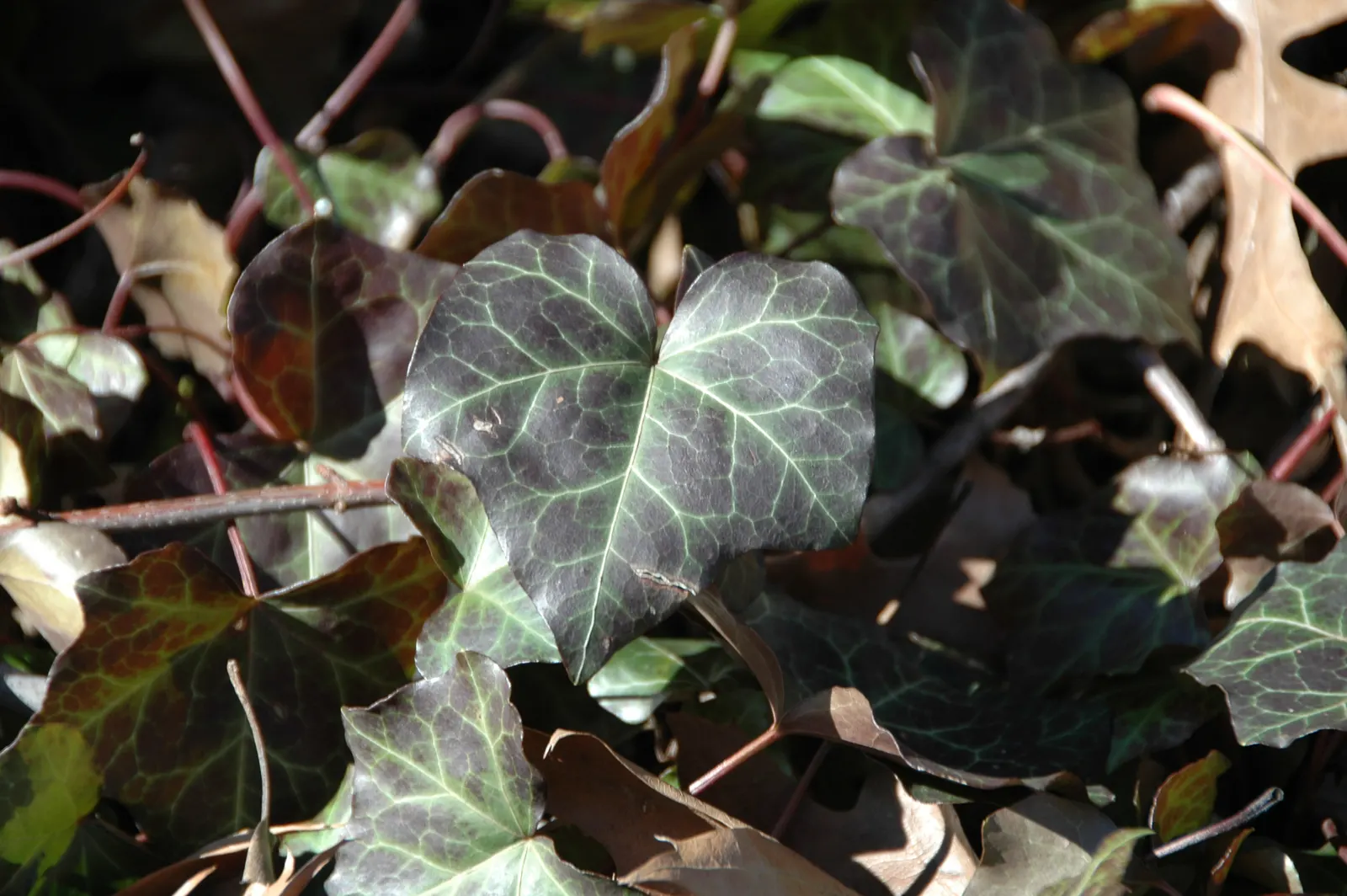 English Ivy (Hedera Helix) — although it can tolerate sunnier spots; hedera helix, commonly known as English Ivy, is a versatile evergreen vine