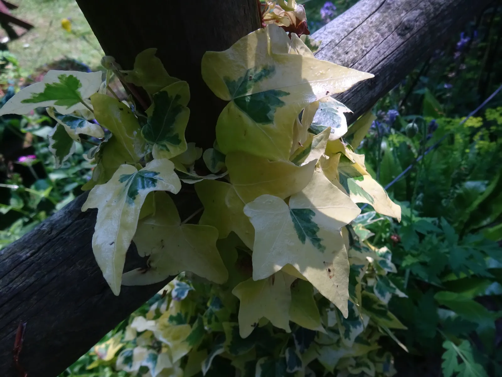 English Ivy (Hedera Helix) — rich green leaves with three to five lobes; regular pruning will keep the growth in check, which is important to prevent it from