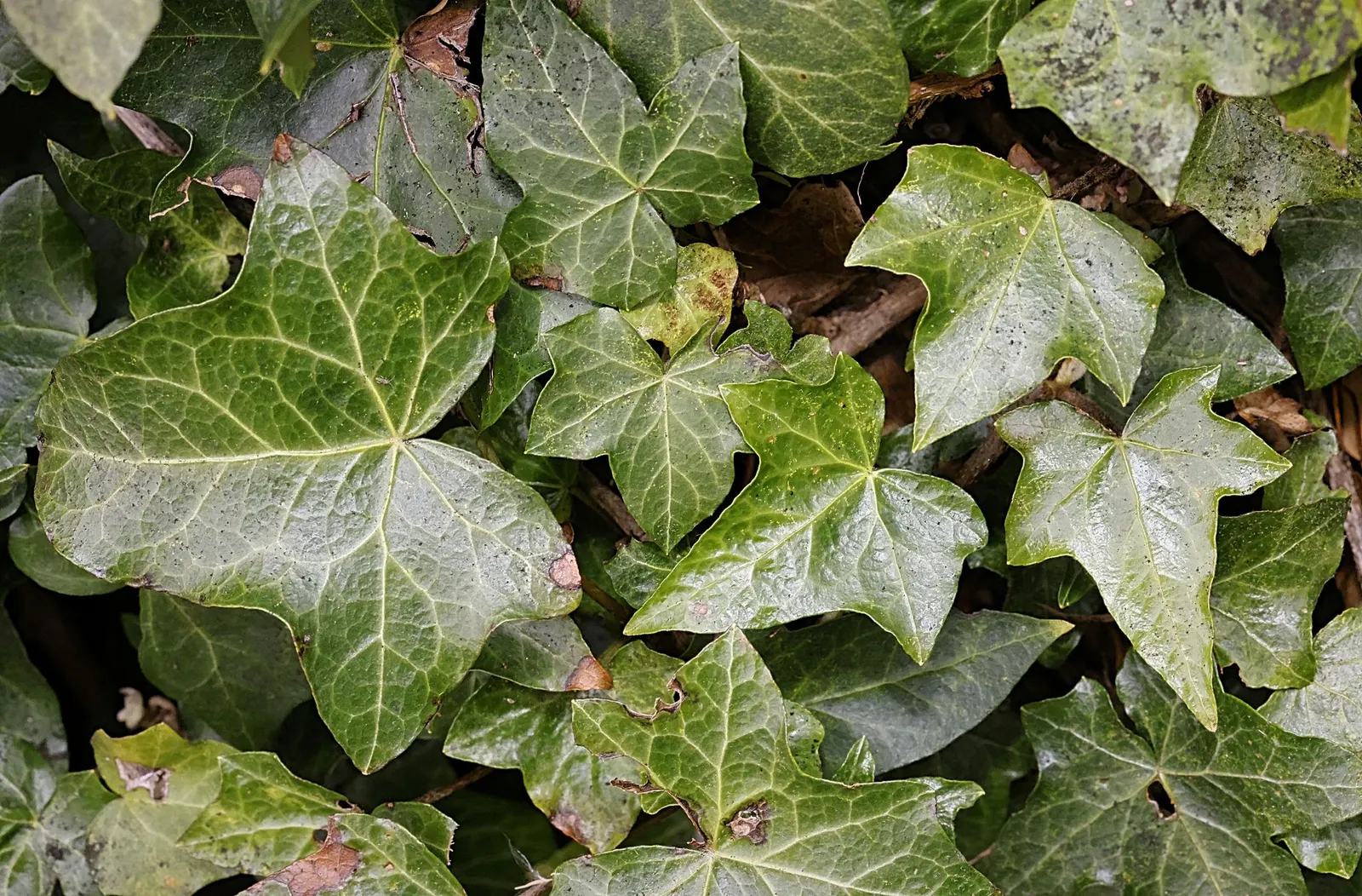 English Ivy (Hedera Helix) — Hedera helix, commonly known as English Ivy, is a versatile evergreen vine; rich green leaves with three to five lobes