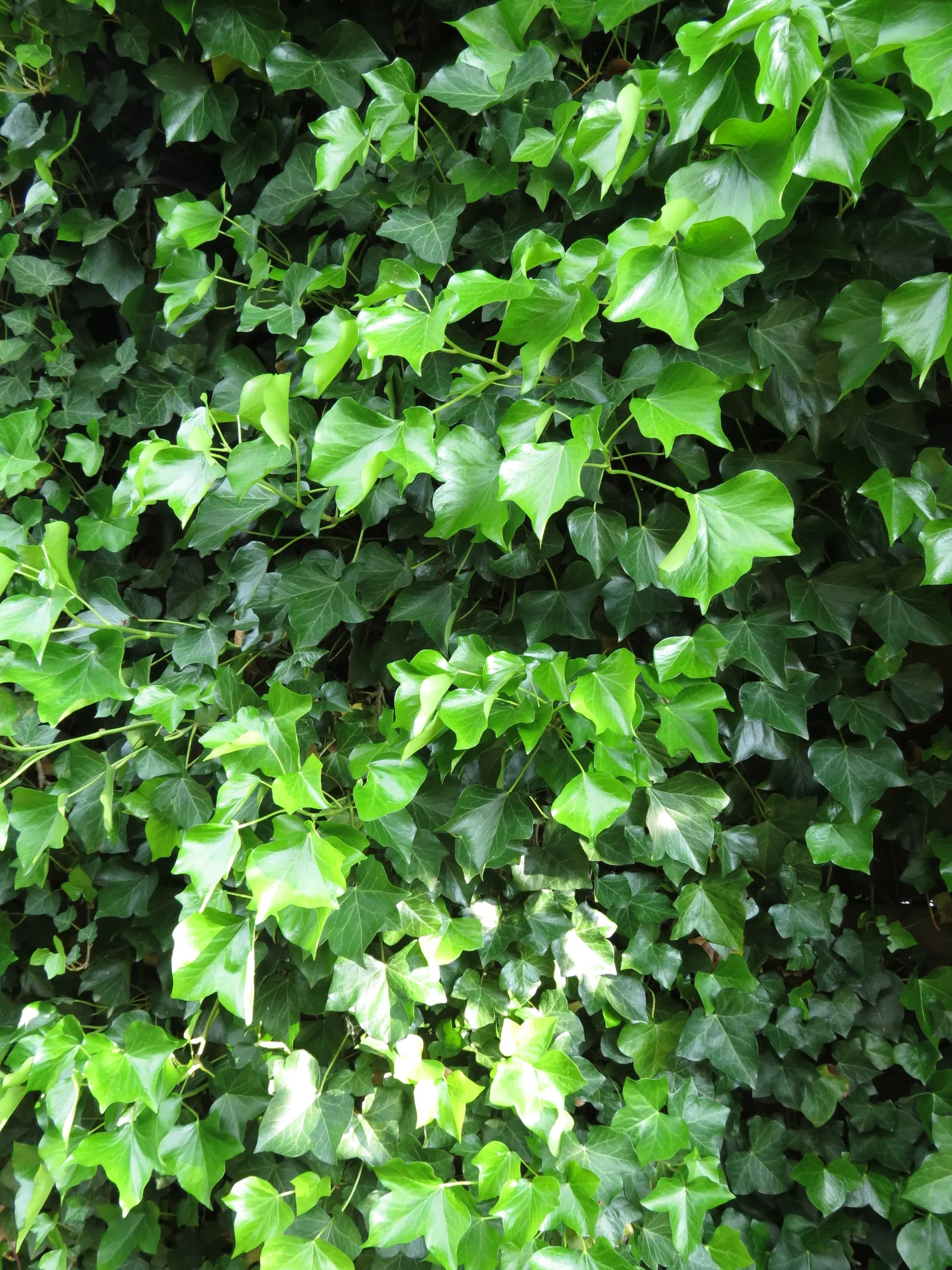 English Ivy (Hedera Helix) — it's crucial to note that it reaches lengths of 20 to 80 feet at maturity if given vertical support; by incorporating Hedera helix