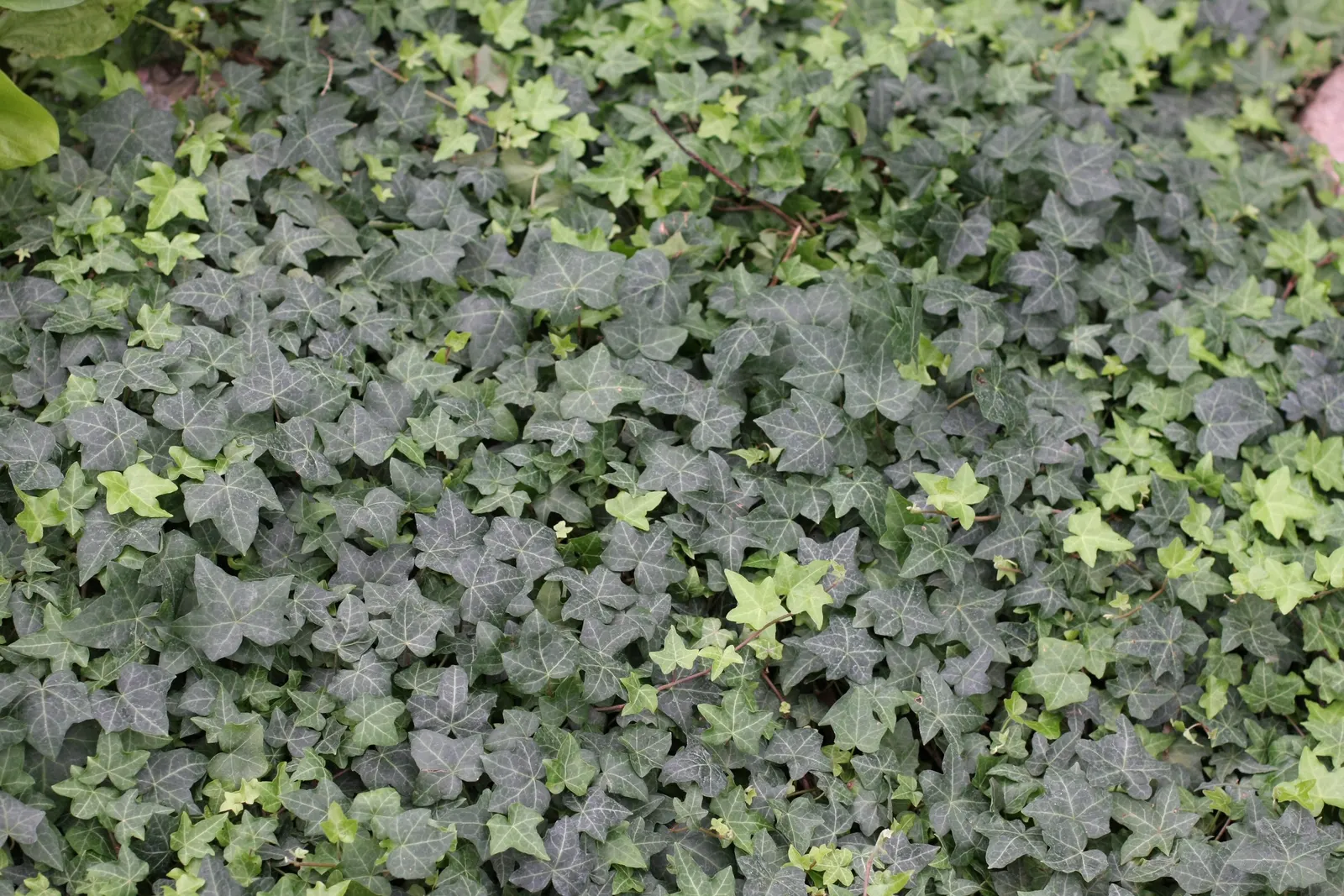 English Ivy (Hedera Helix) — scientifically known as Hedera helix; broadleaf evergreen / ground cover / vine for deep shade or full or half or shade