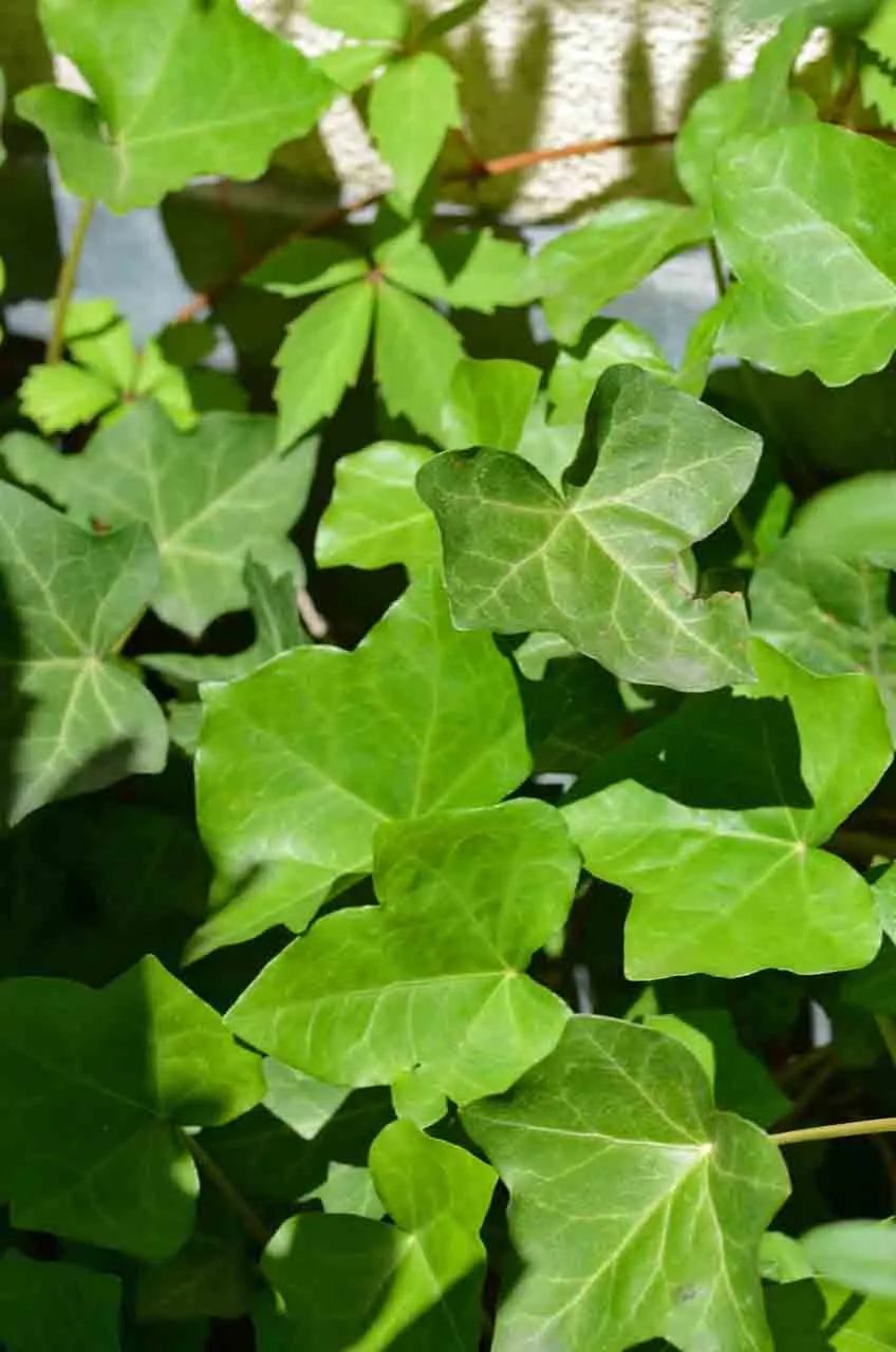 English Ivy (Hedera Helix) — broadleaf evergreen / ground cover / vine for deep shade or full or half or shade; clients can enjoy an element of classic charm