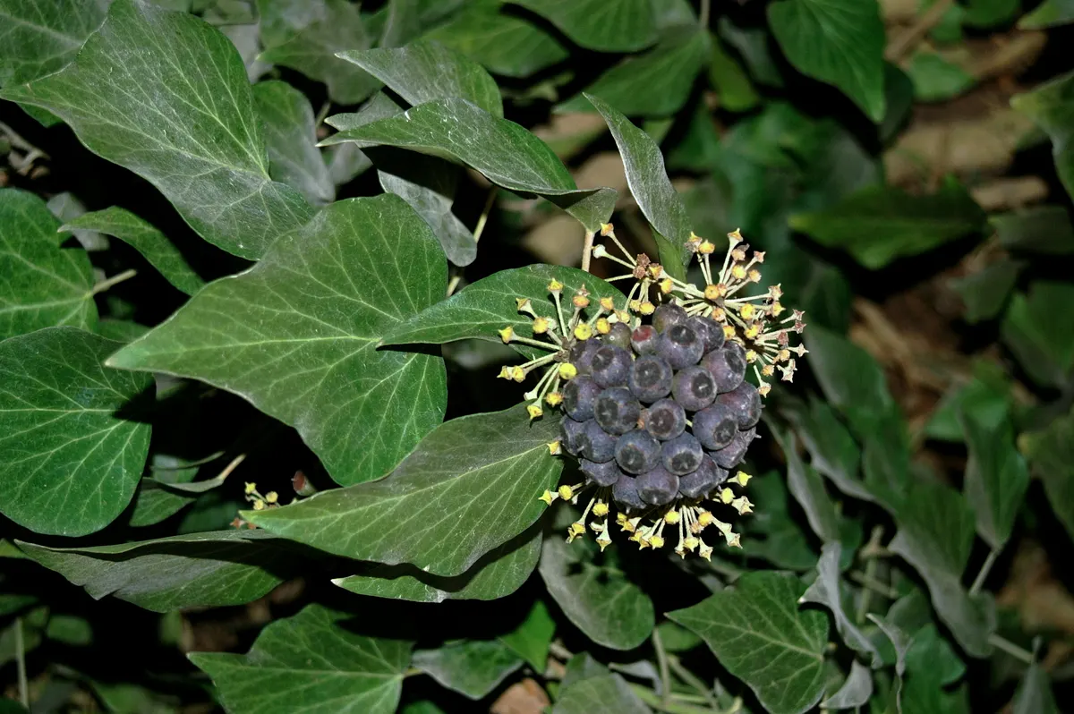 English Ivy (Hedera Helix) — Hedera helix, commonly known as English Ivy, is a versatile evergreen vine; rich green leaves with three to five lobes, image 61