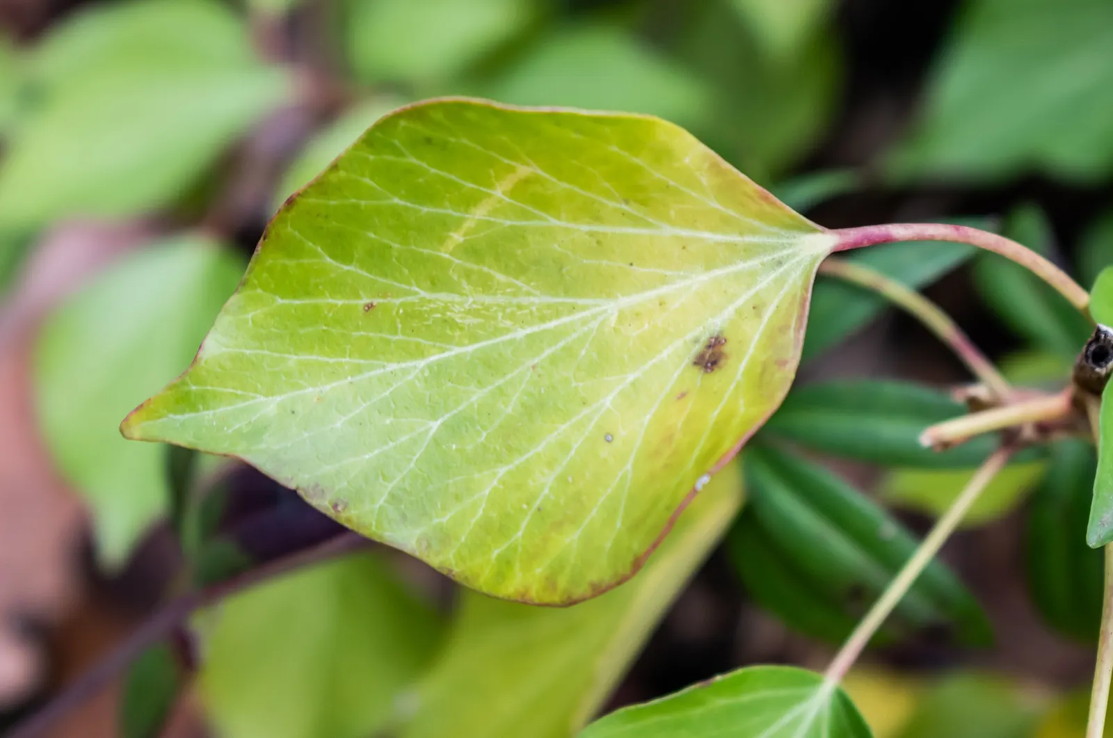 English Ivy (Hedera Helix) — adding visual interest.<br><br>When considering English Ivy for your design; which allows for impressive coverage but, image 106