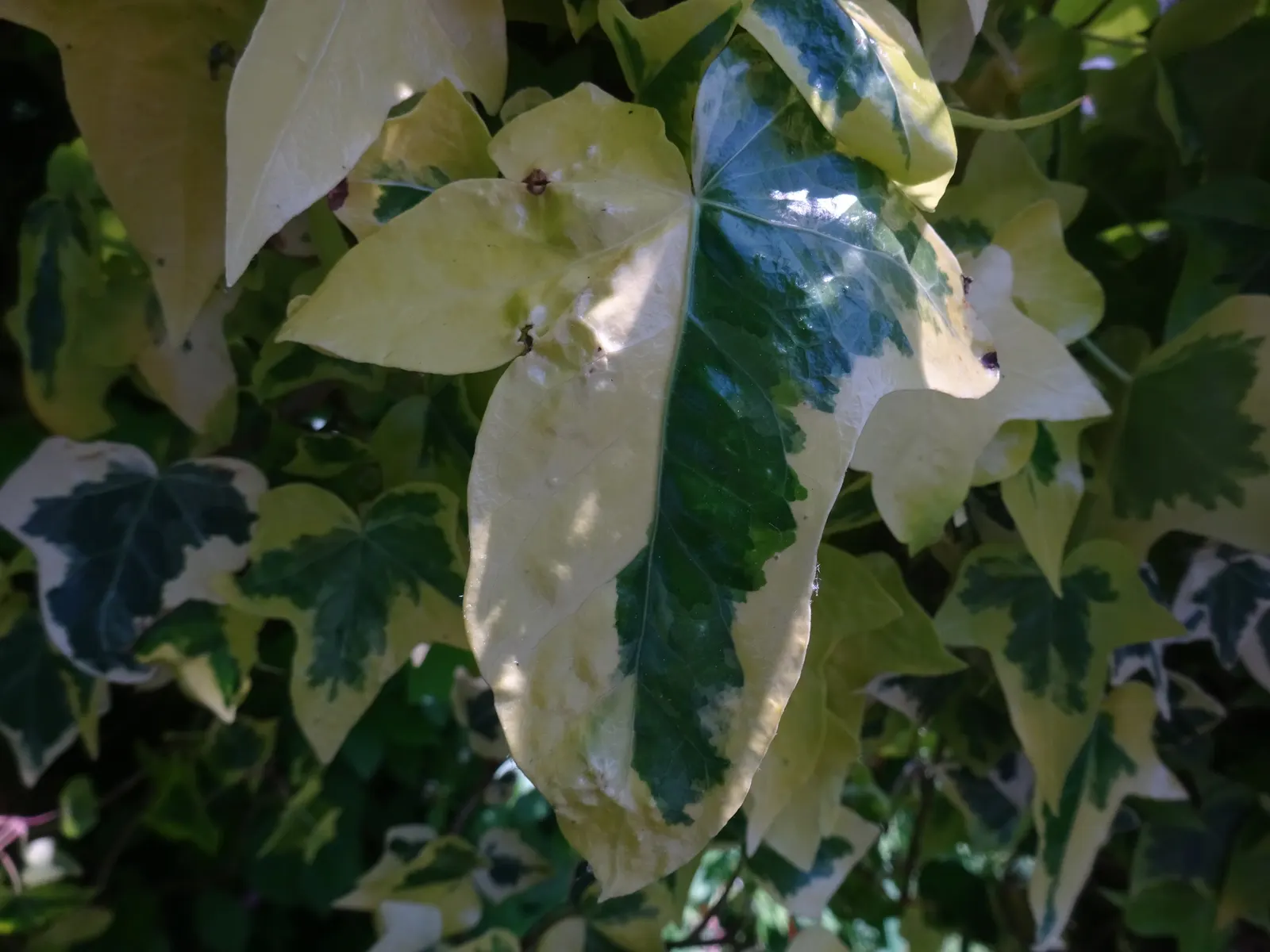 English Ivy (Hedera Helix) — Department of Agriculture plant hardiness zones 4 through 9; dark green leaves with a quintessential lobed profile