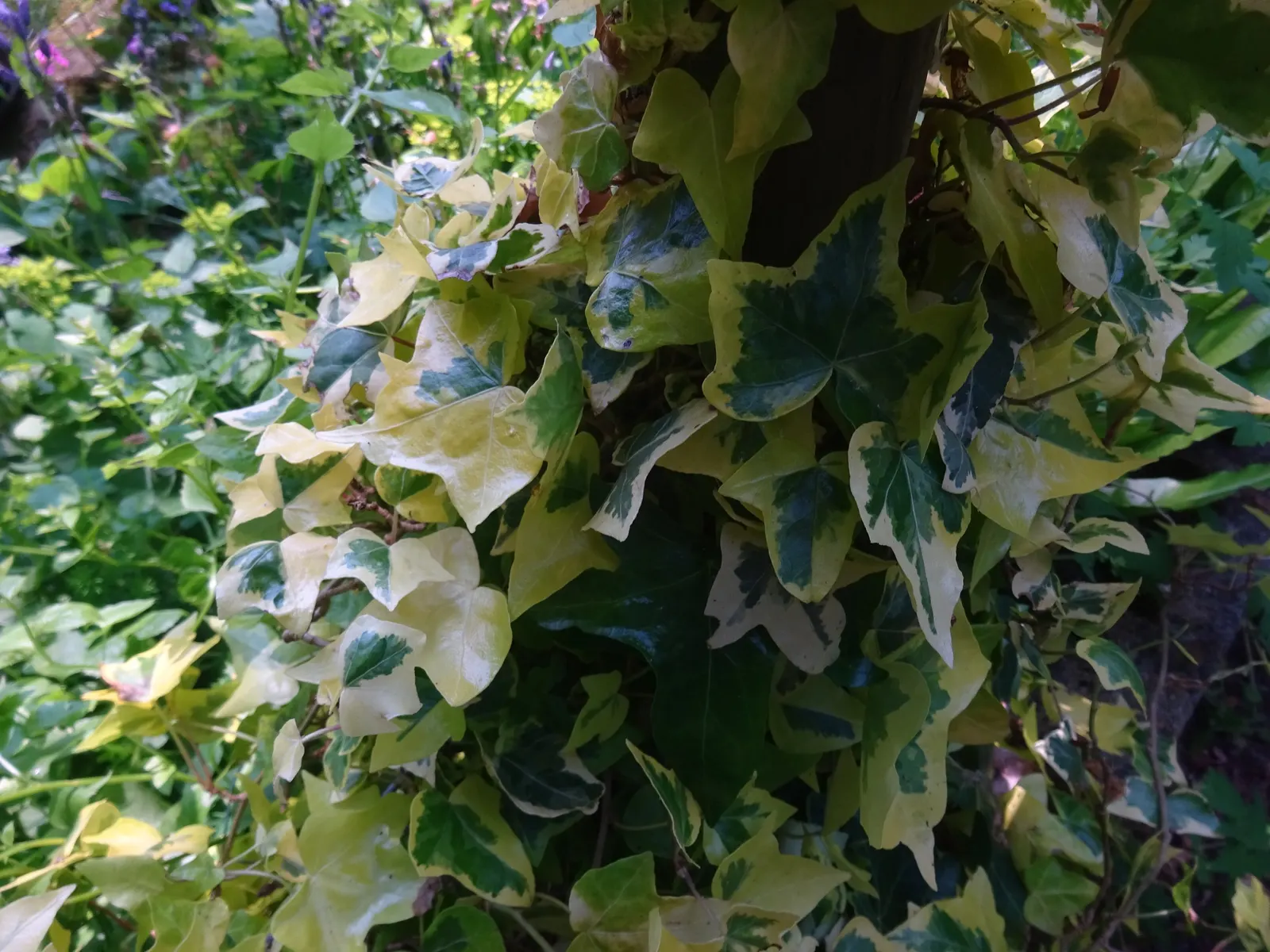 English Ivy (Hedera Helix) — For ground cover applications; it's crucial to note that it reaches lengths of 20 to 80 feet at maturity if given vertical support