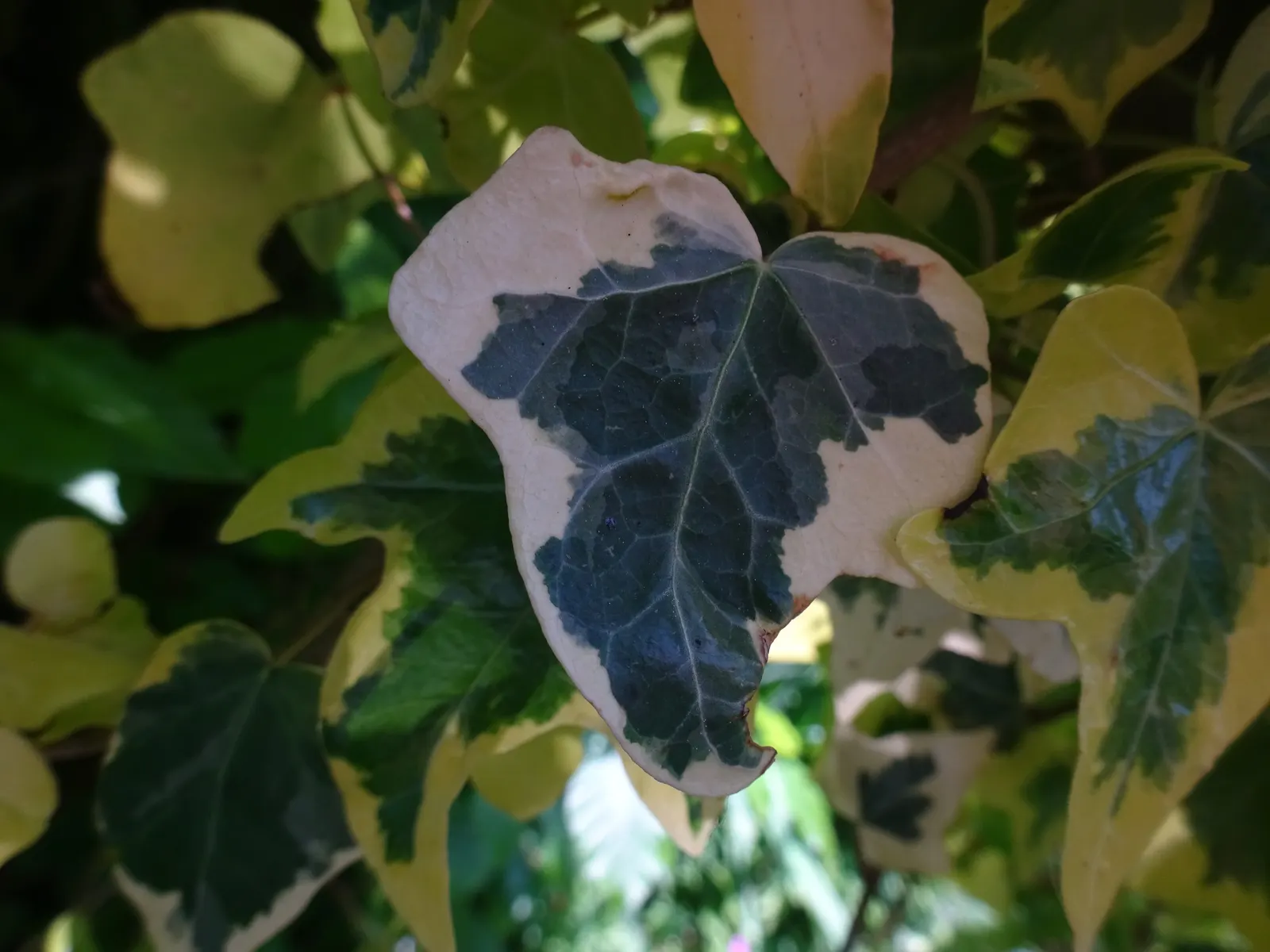 English Ivy (Hedera Helix) — Space plants 18 to 24 inches apart for dense coverage; adding visual interest.<br><br>When considering English Ivy for your design