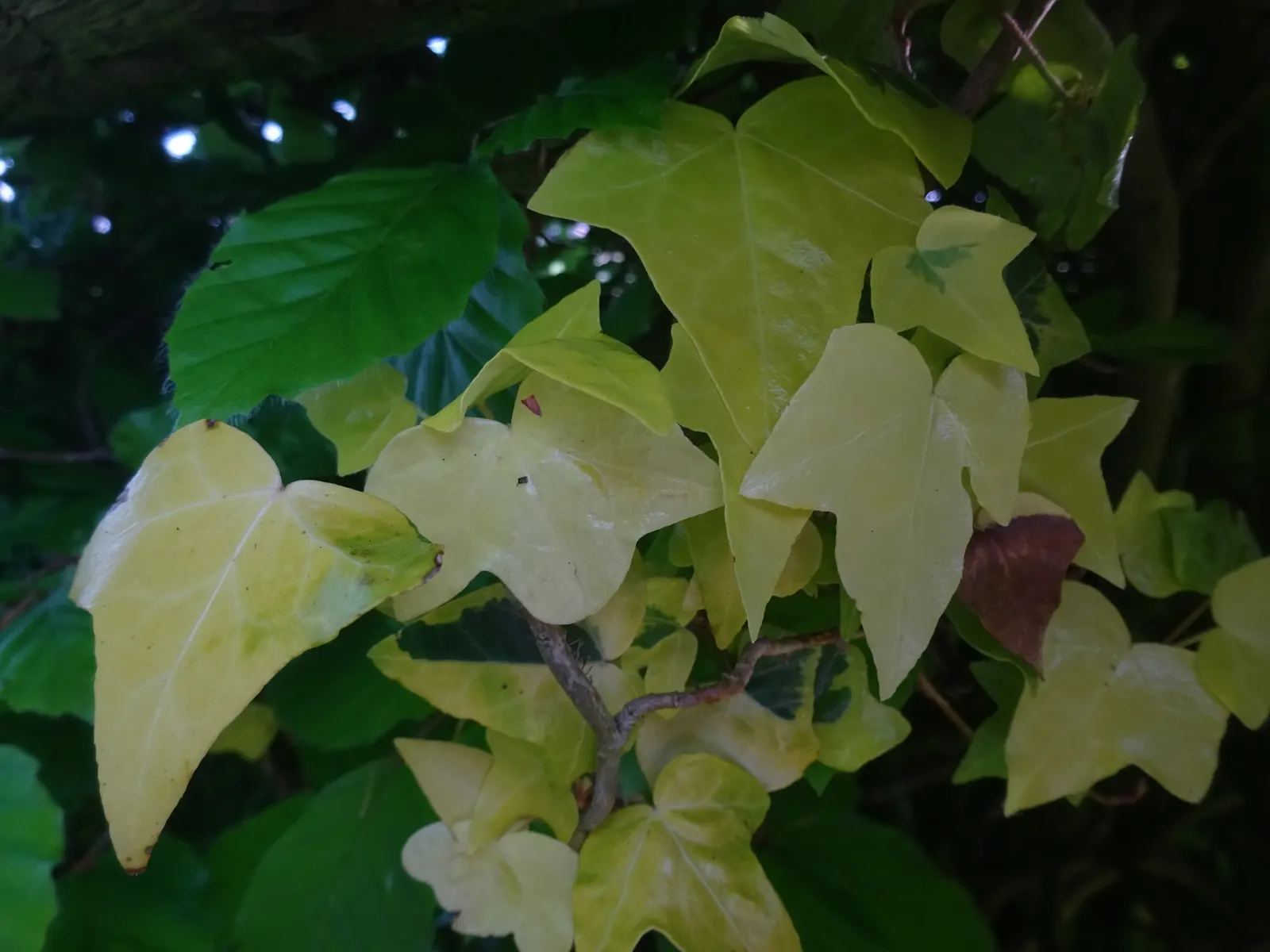 English Ivy (Hedera Helix) — is a versatile and hardy evergreen vine that brings an elegant aesthetic to any landscape design; space plants 18 to 24 inches