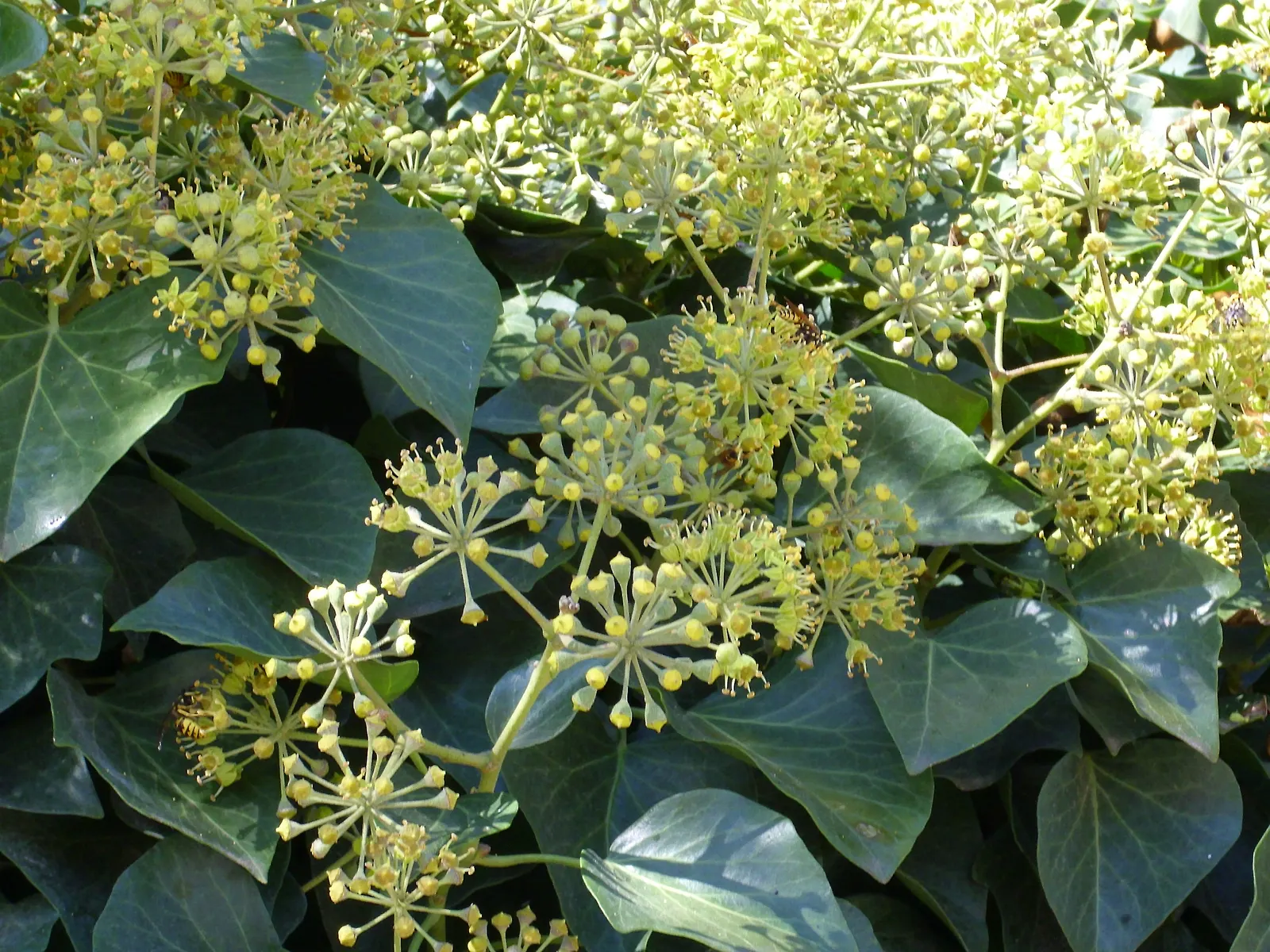 English Ivy (Hedera Helix) — which allows for impressive coverage but can also cause damage to masonry or wooden structures over time