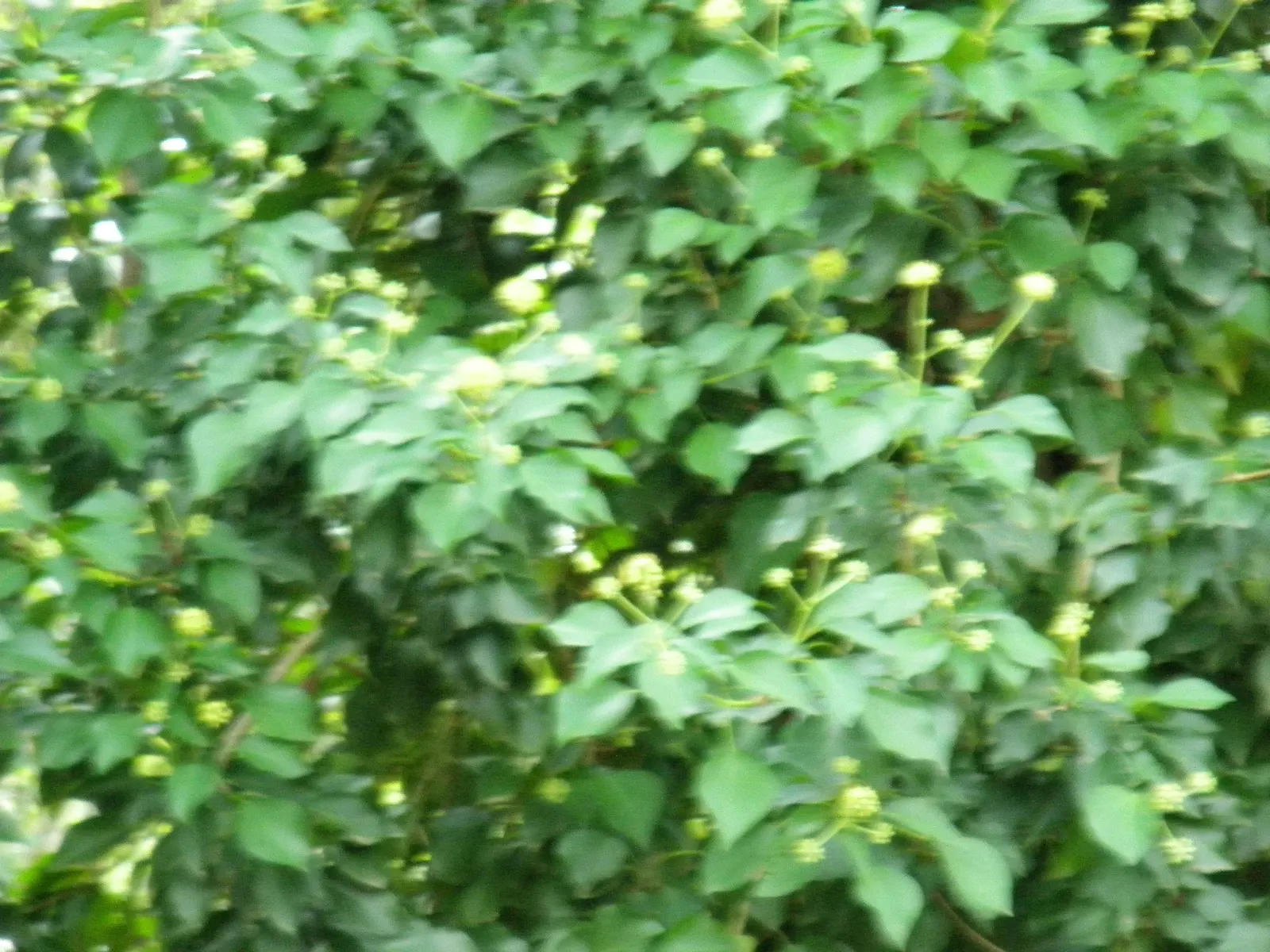 English Ivy (Hedera Helix) — from concealing unsightly features to creating lush backdrops