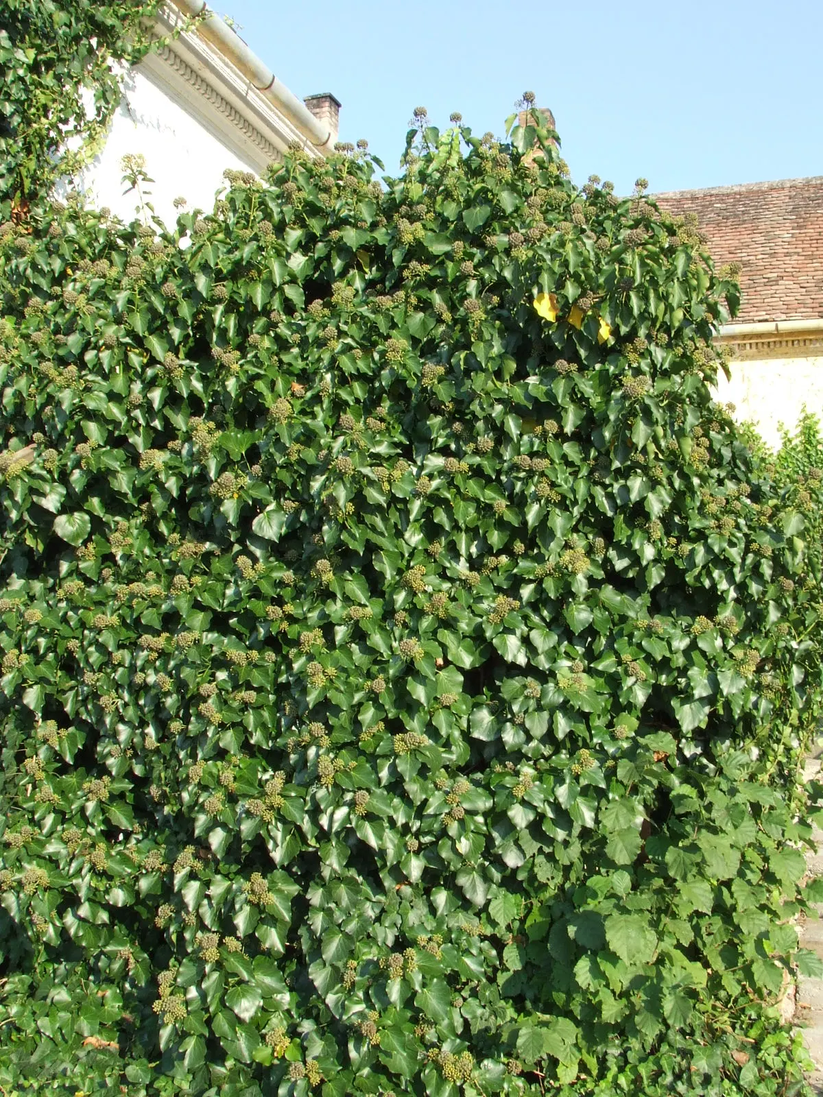 English Ivy (Hedera Helix) — ideal for ground covers or climbing facades