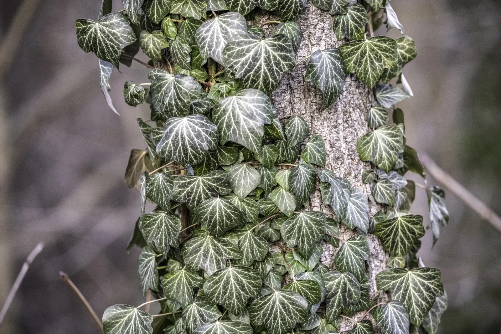 English Ivy (Hedera Helix) — The vine clings firmly to walls and other surfaces with its aerial rootlets