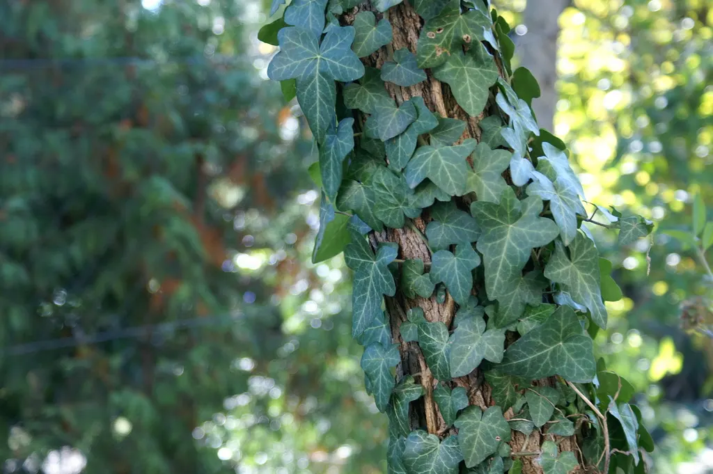 English Ivy (Hedera Helix) — The plant typically boasts rich