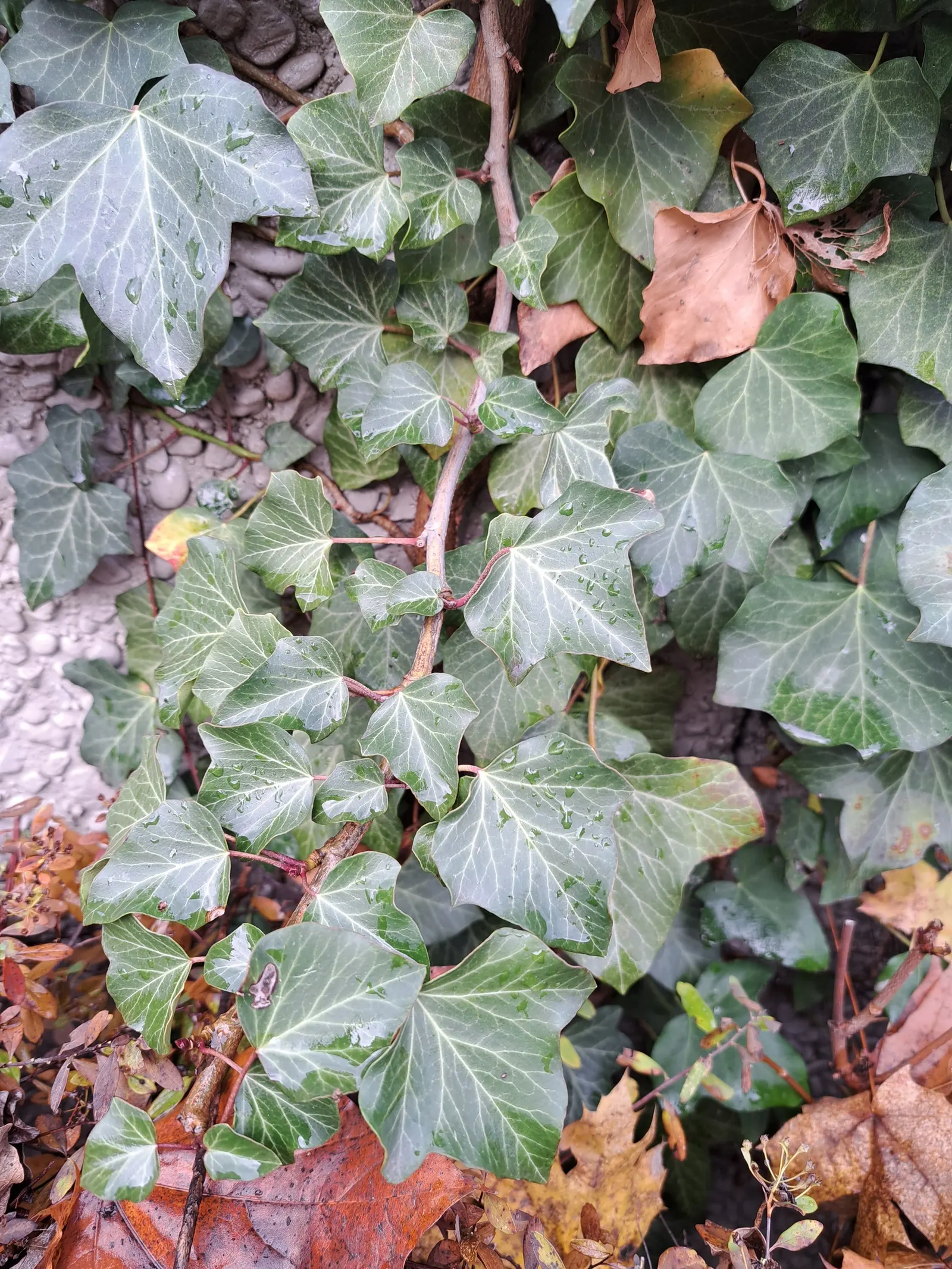 English Ivy (Hedera Helix) — it's crucial to note that it reaches lengths of 20 to 80 feet at maturity if given vertical support