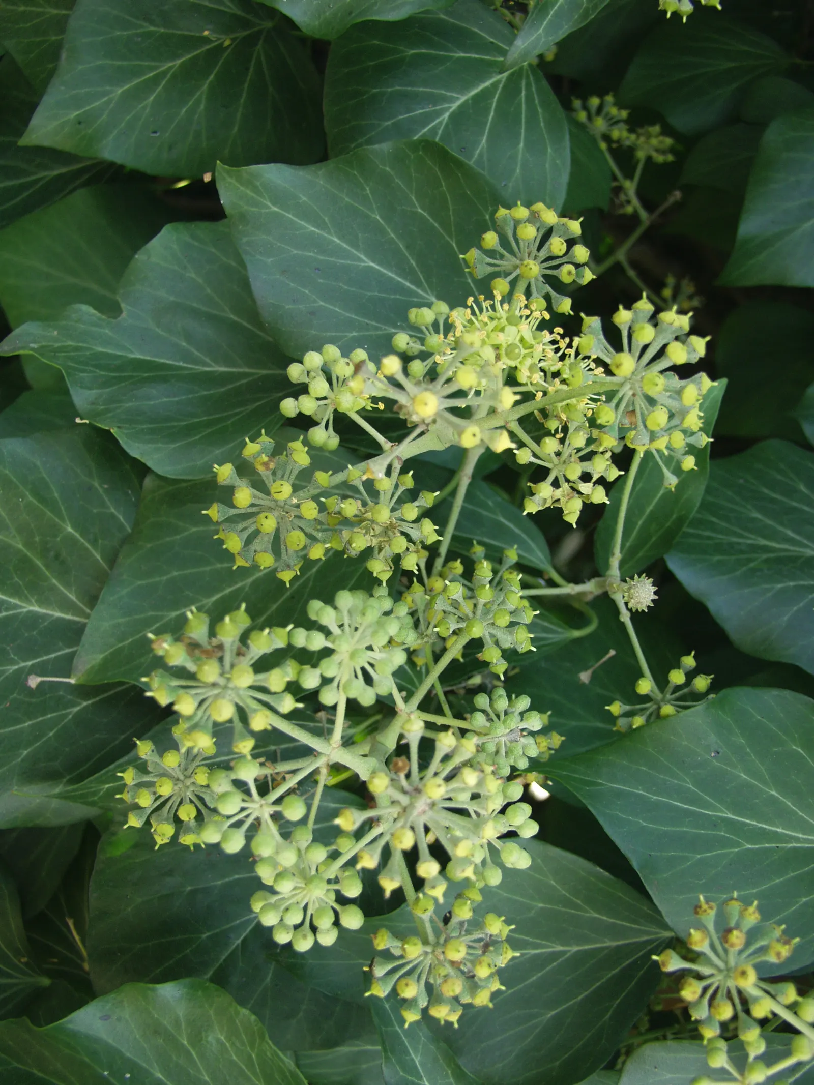 English Ivy (Hedera Helix) — Space plants 18 to 24 inches apart for dense coverage