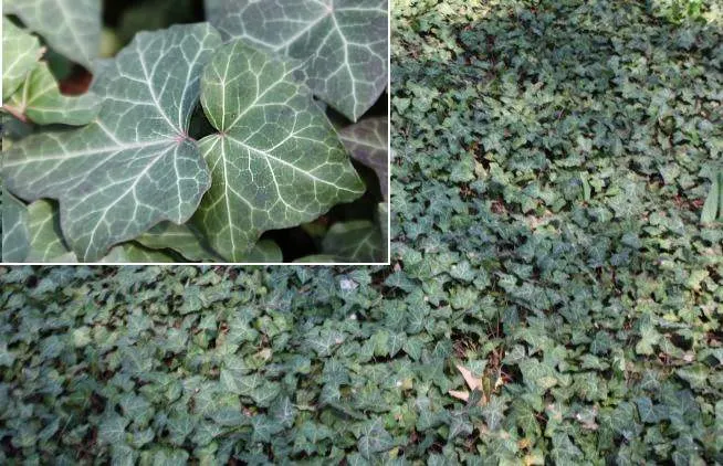 English Ivy (Hedera Helix) — Regular pruning will keep the growth in check, which is important to prevent it from becoming invasive