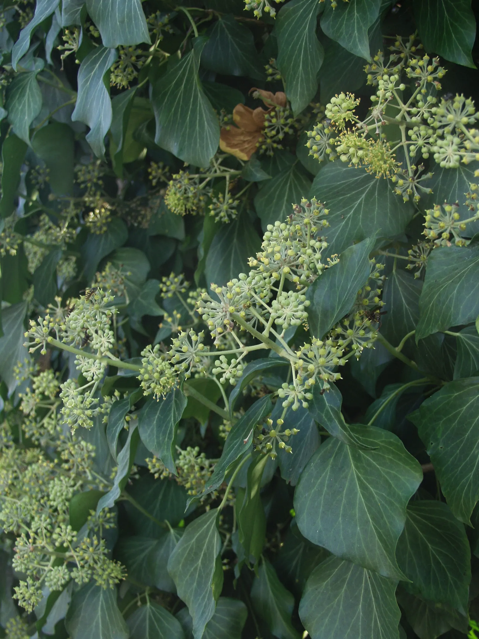English Ivy (Hedera Helix) — scientifically known as Hedera helix