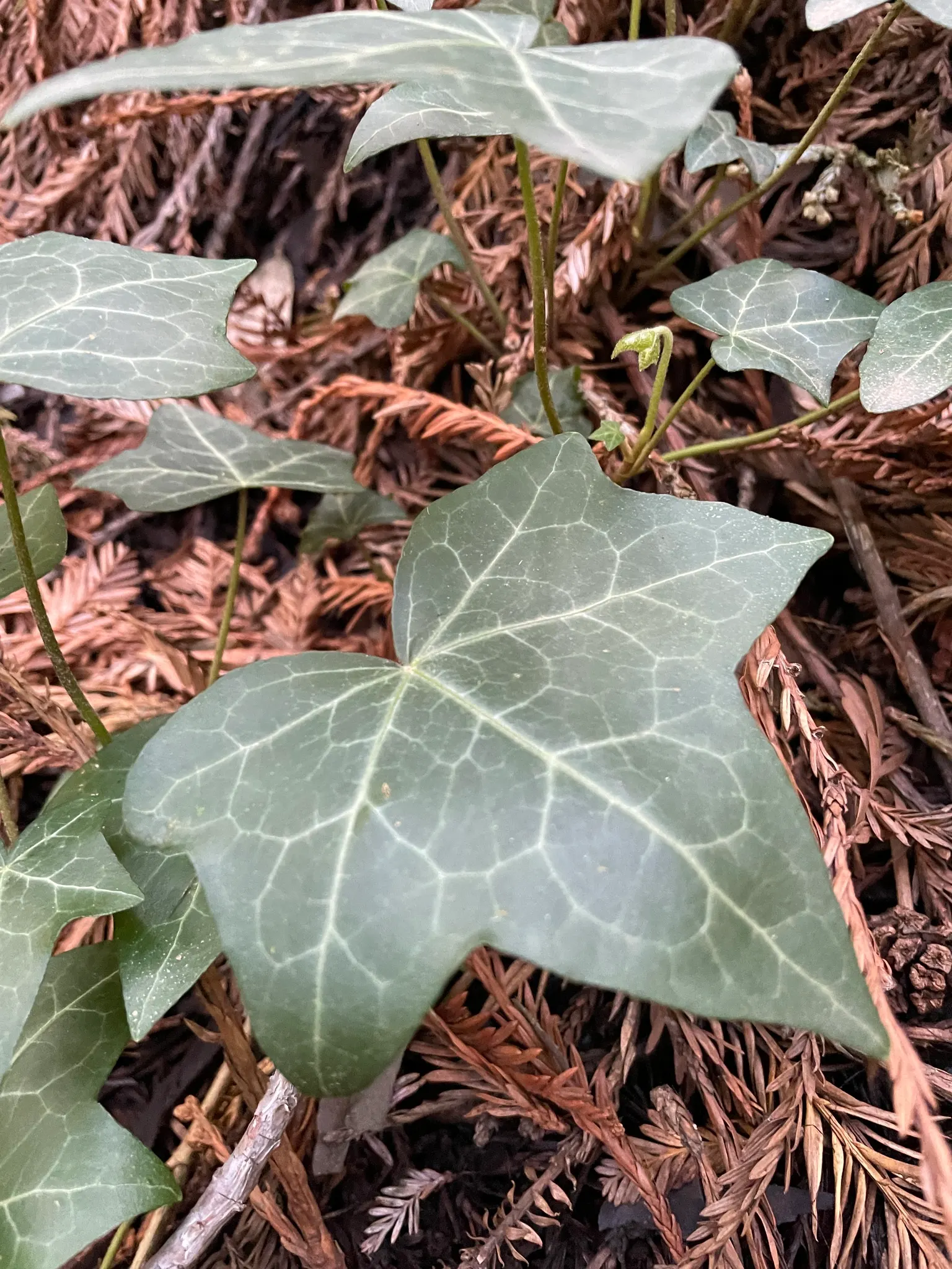 English Ivy (Hedera Helix) — rich green leaves with three to five lobes