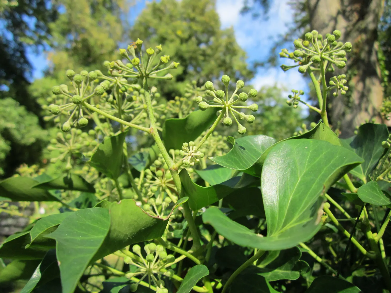 English Ivy (Hedera Helix) — it is renowned for its adaptability and low-maintenance qualities