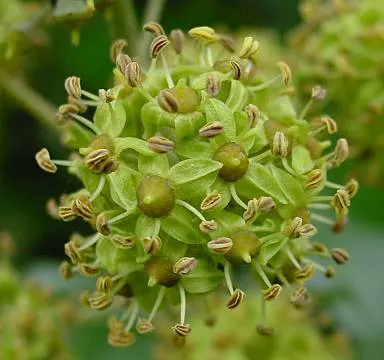 English Ivy (Hedera Helix) — dark green leaves with a quintessential lobed profile