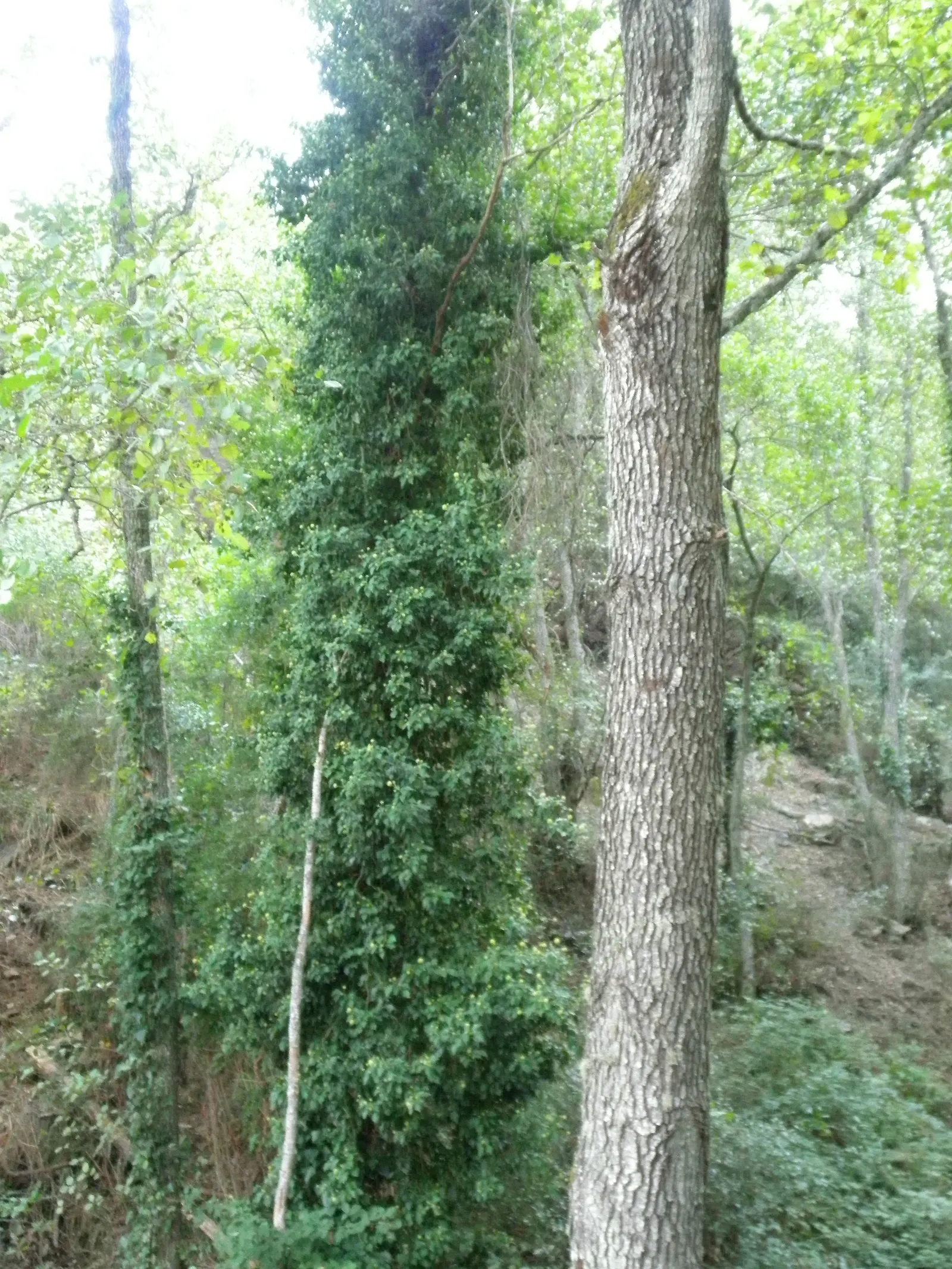 English Ivy (Hedera Helix) — For ground cover applications