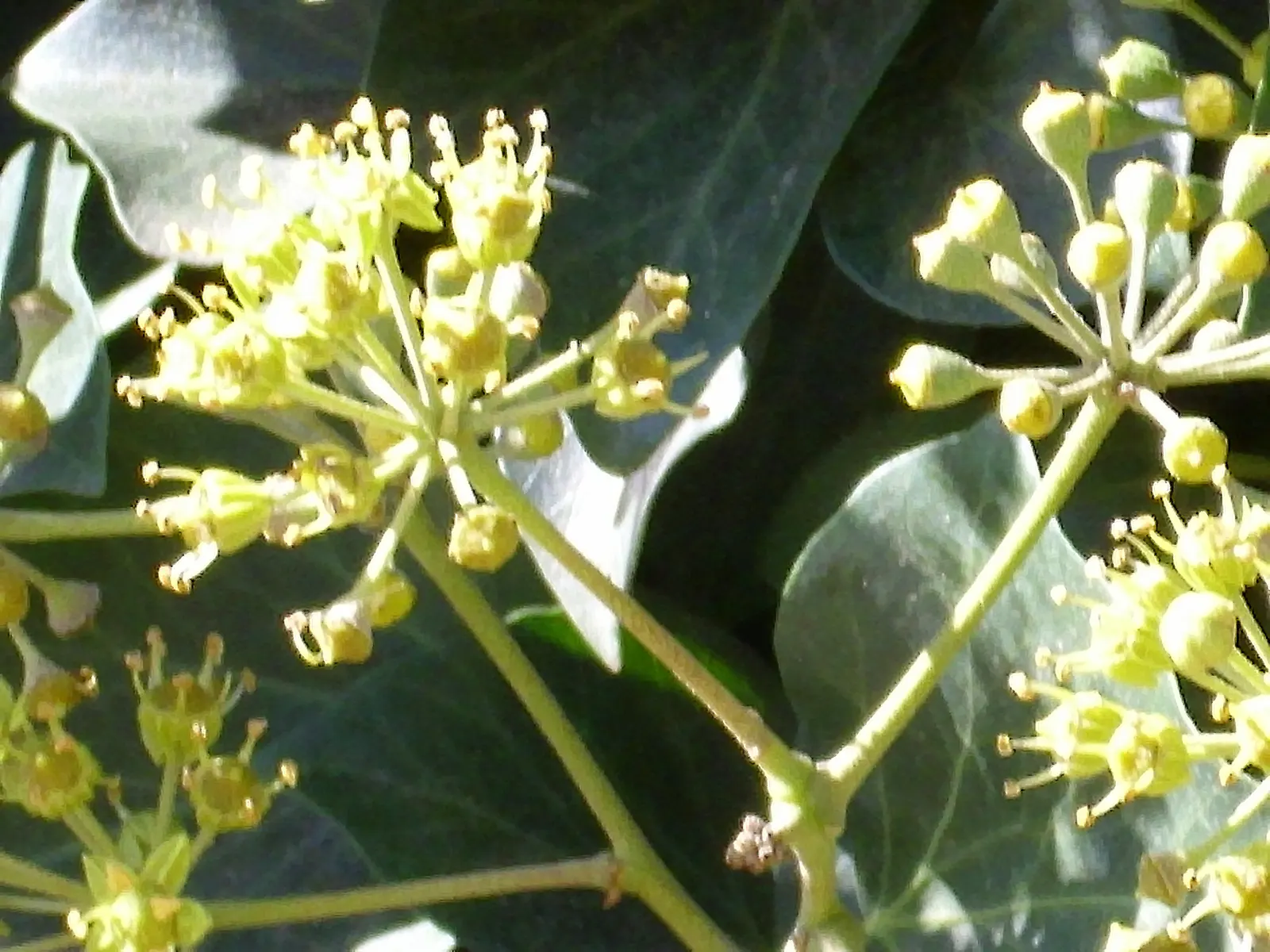 English Ivy (Hedera Helix) — humus-rich soil with good drainage and performs best in partial to full shade