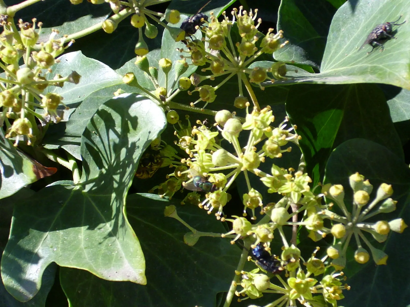 English Ivy (Hedera Helix) — although it can tolerate sunnier spots