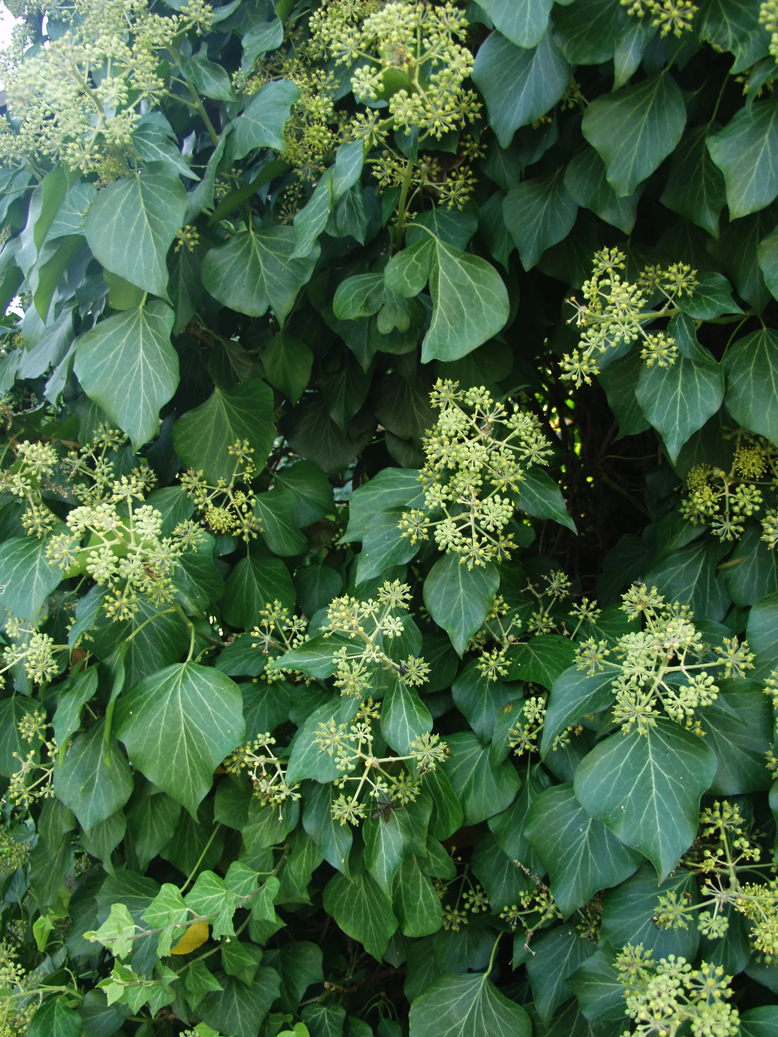 English Ivy (Hedera Helix) — Hardy in USDA zones 4 to 9