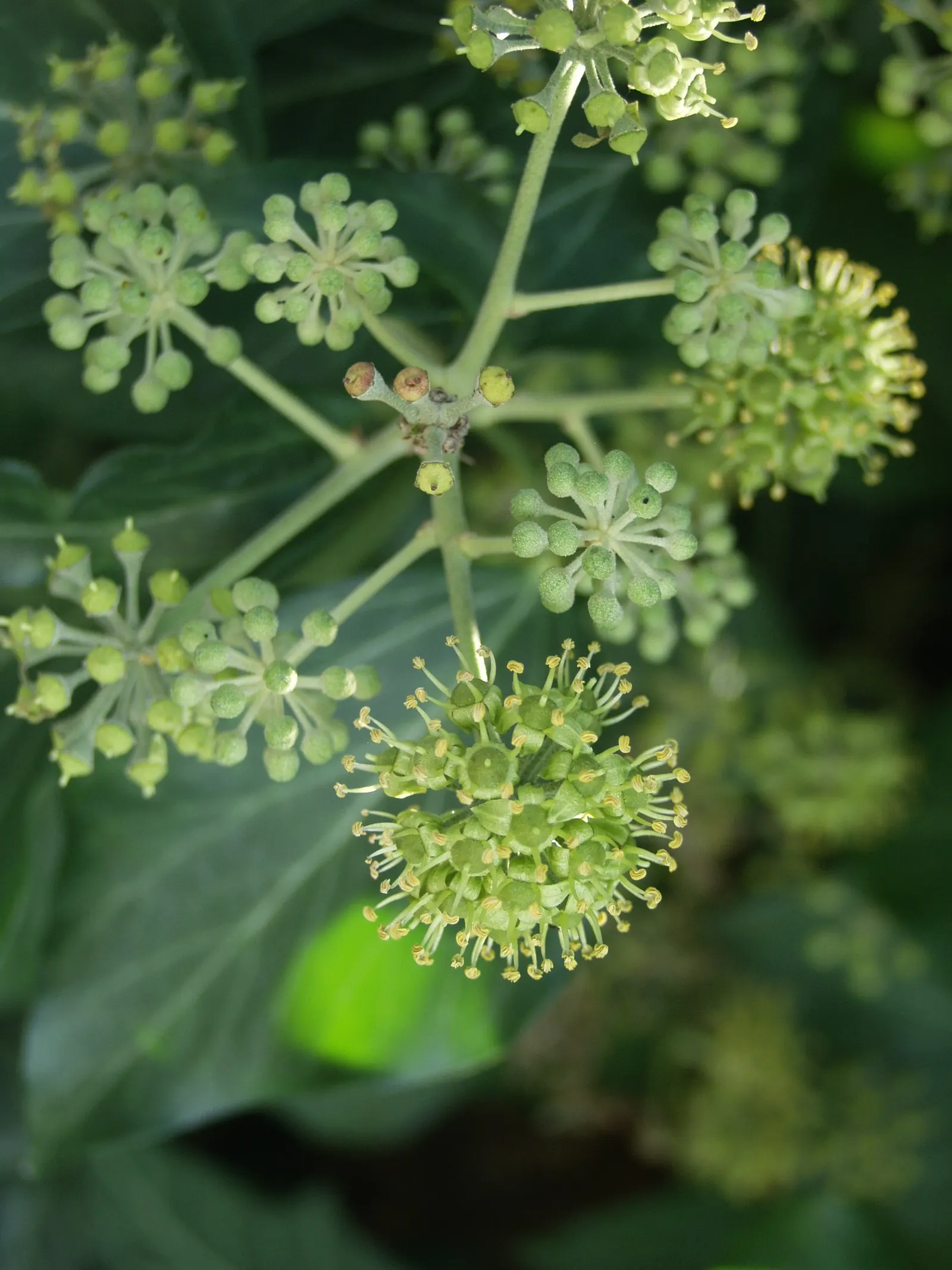 English Ivy (Hedera Helix) — is a versatile and hardy evergreen vine that brings an elegant aesthetic to any landscape design