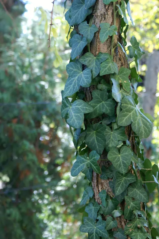 English Ivy (Hedera Helix) — while some varieties may display white or yellow variegation