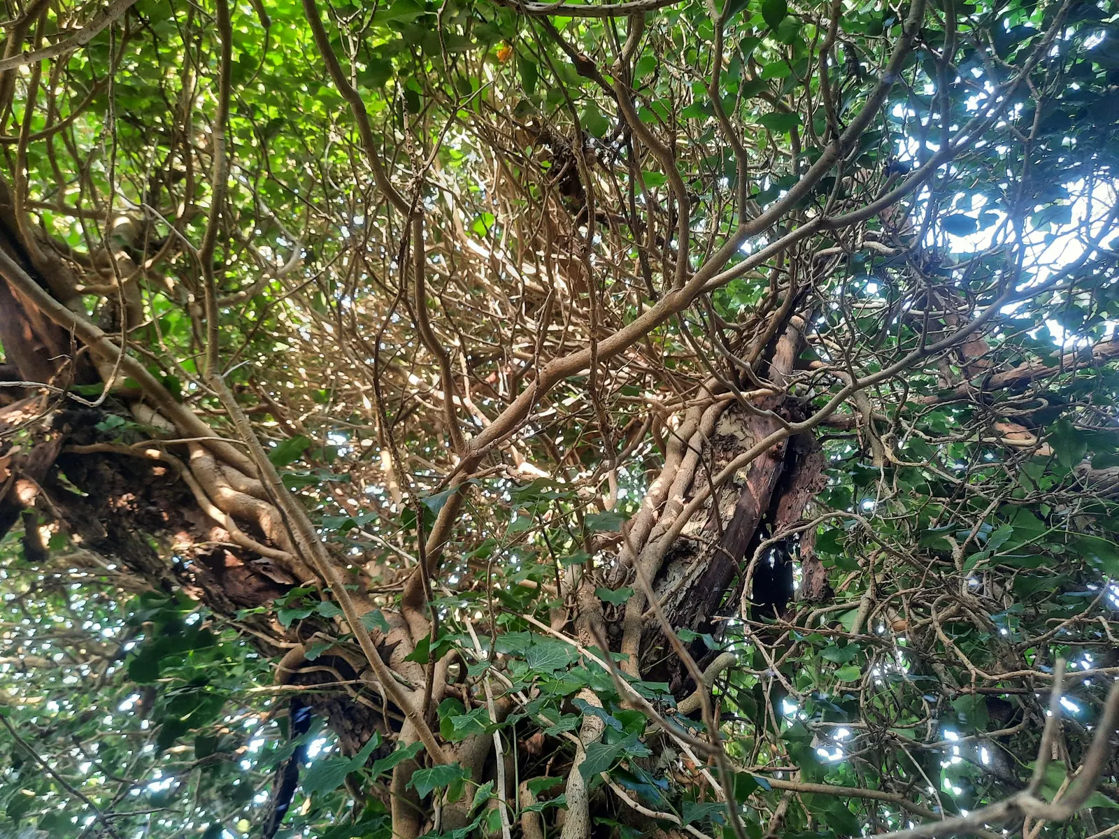 English Ivy (Hedera Helix) — adding visual interest.<br><br>When considering English Ivy for your design