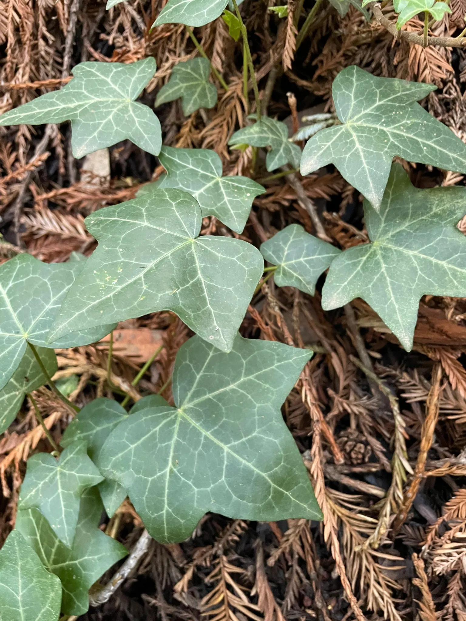 English Ivy (Hedera Helix) — Fast-growing, it reaches up to 50 feet long and clings via aerial rootlets