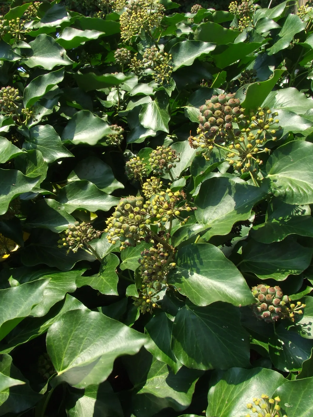 English Ivy (Hedera Helix) — offers year-round coverage