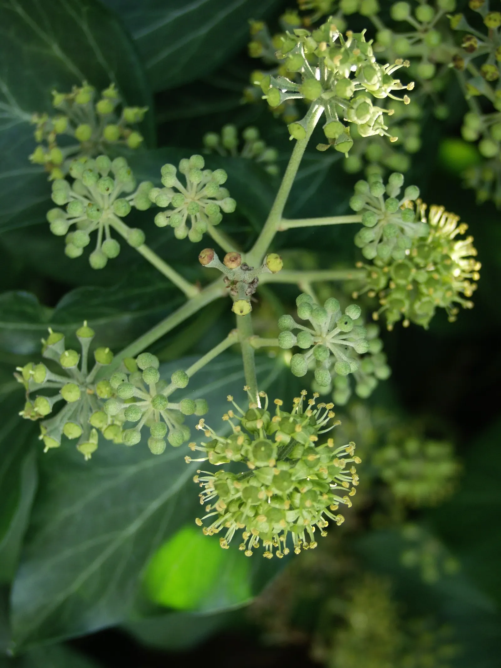 English Ivy (Hedera Helix) — Department of Agriculture plant hardiness zones 4 through 9