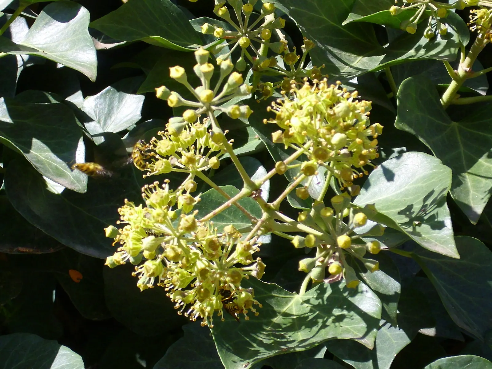 English Ivy (Hedera Helix) — This versatility makes English Ivy a prime choice for a variety of garden aspects