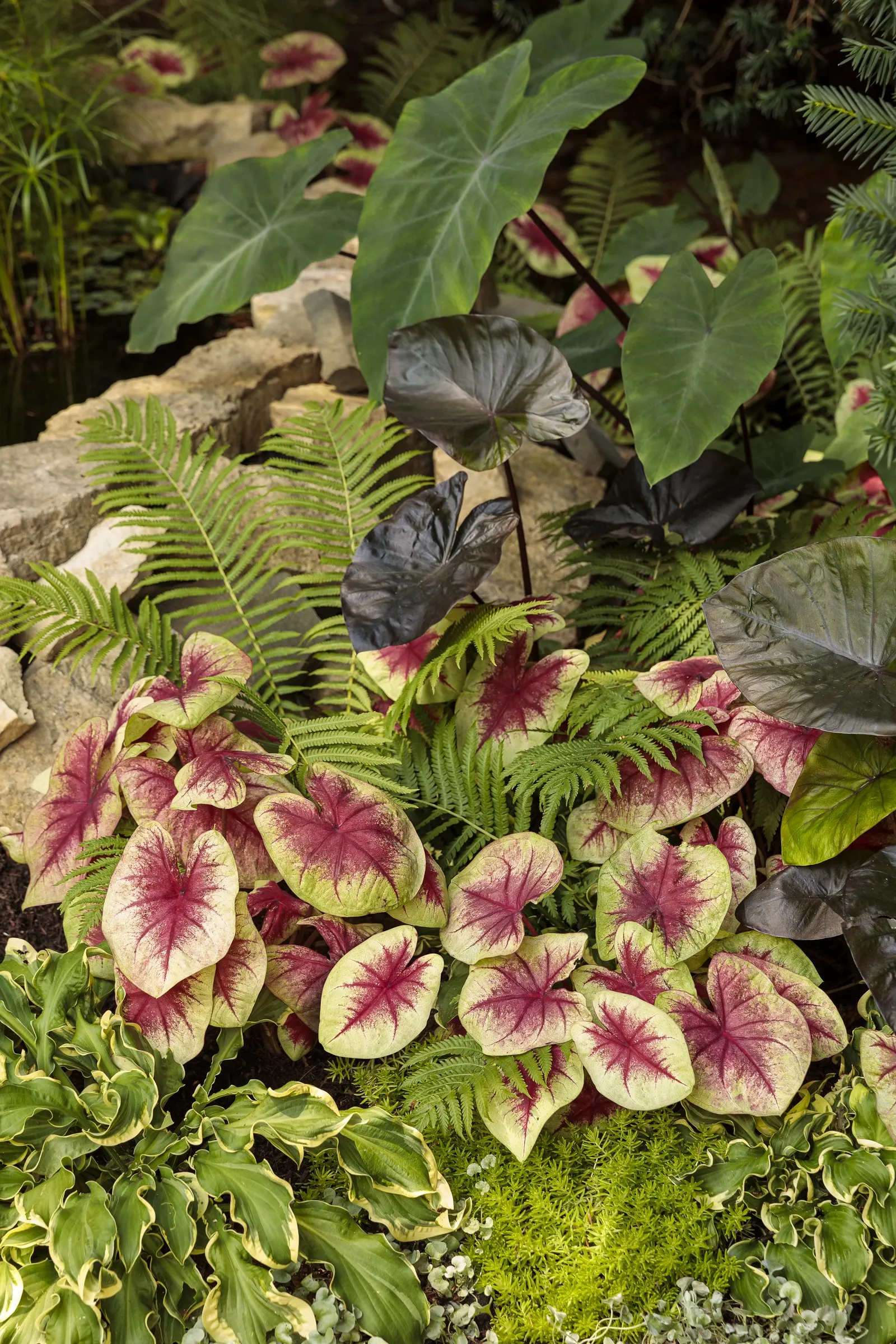'Wheee!' Hosta (Hosta hybrid) — Hostas grow best in moist; light lavender flowers appear midseason., image 37