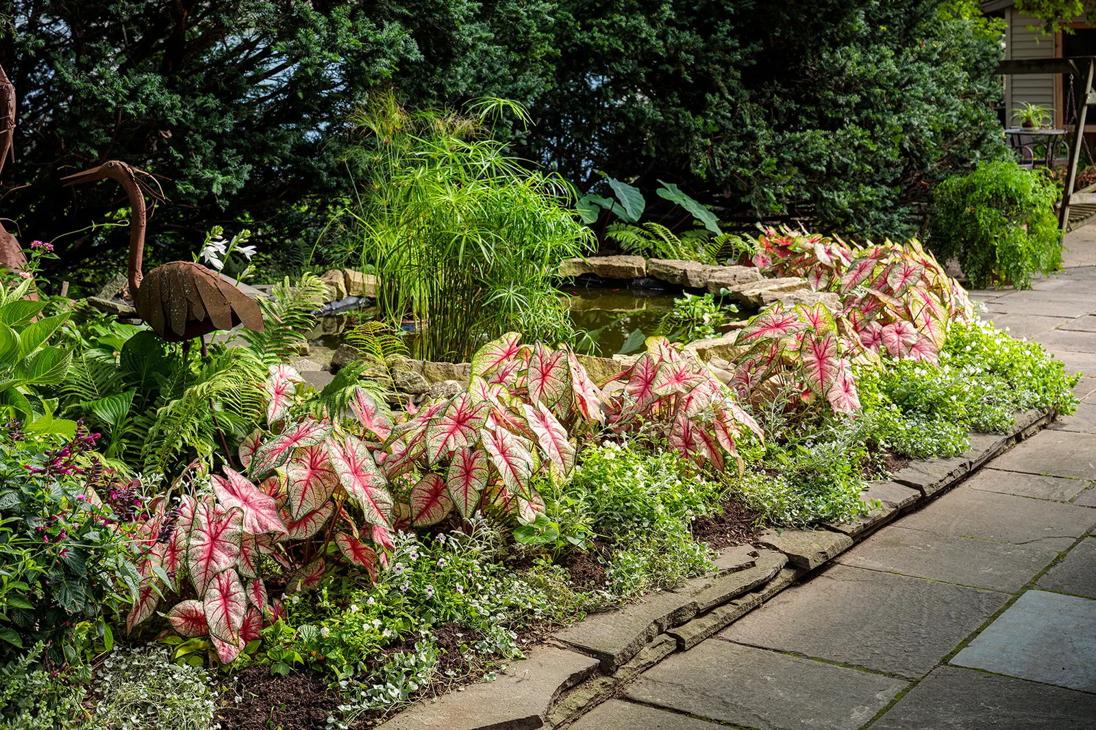 Bottle Rocket Sun or Shade Caladium (Caladium hortulanum) — though the best exposure depends on regional light intensity