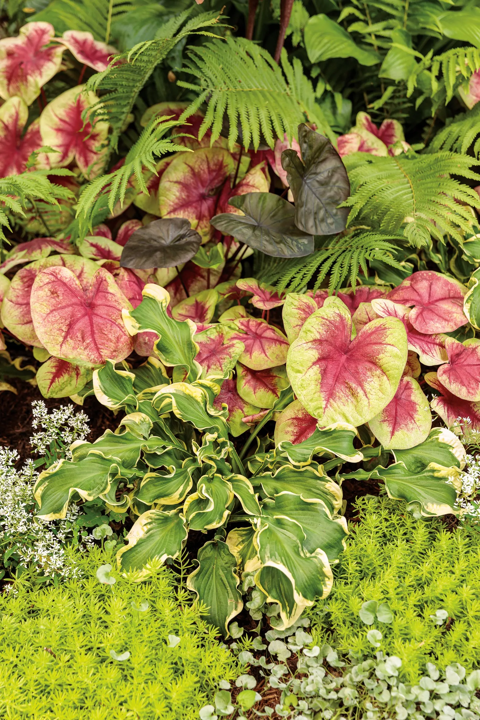 'Wheee!' Hosta (Hosta hybrid) — making them more slug resistant